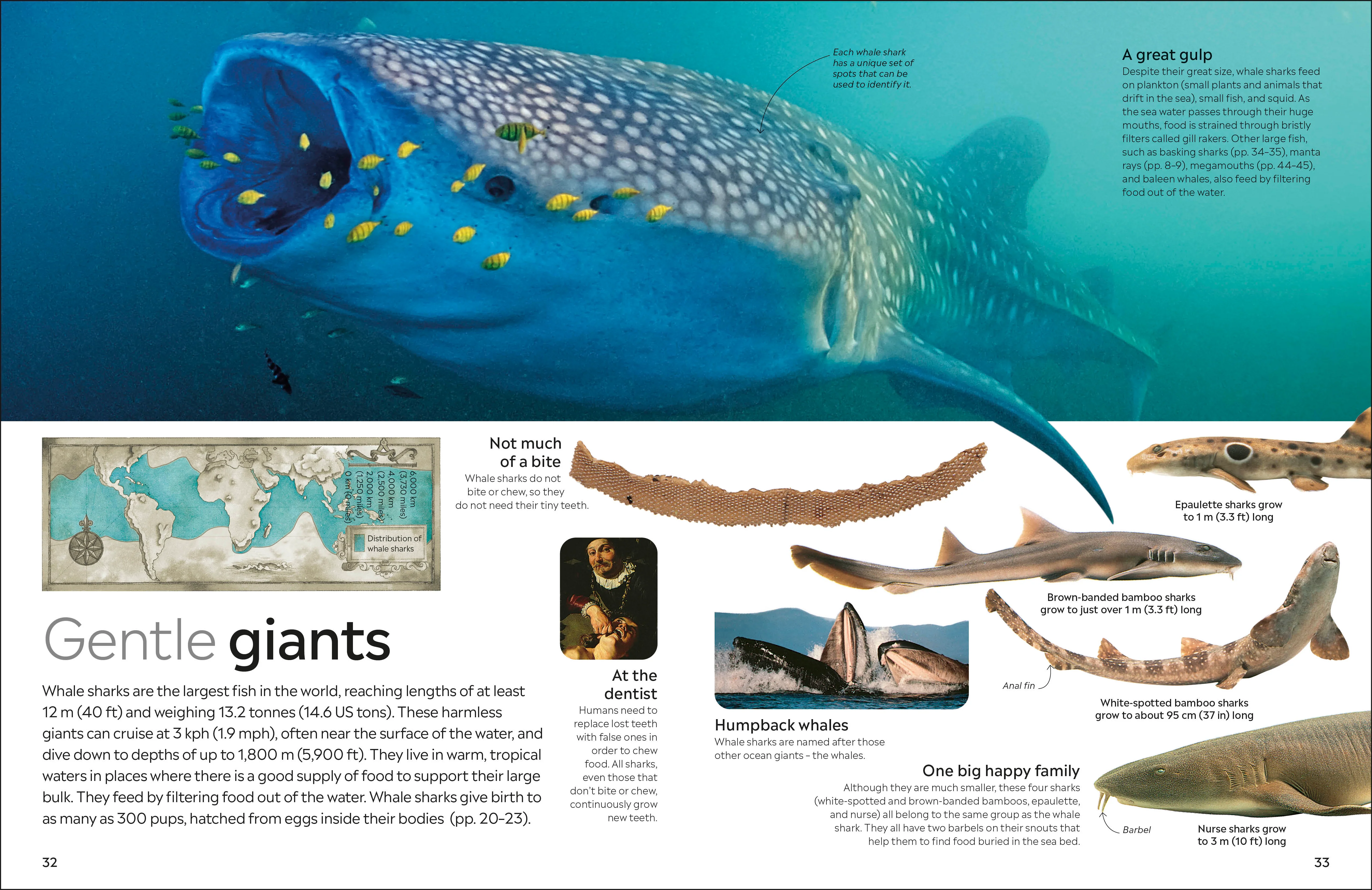 Shark - Image 3