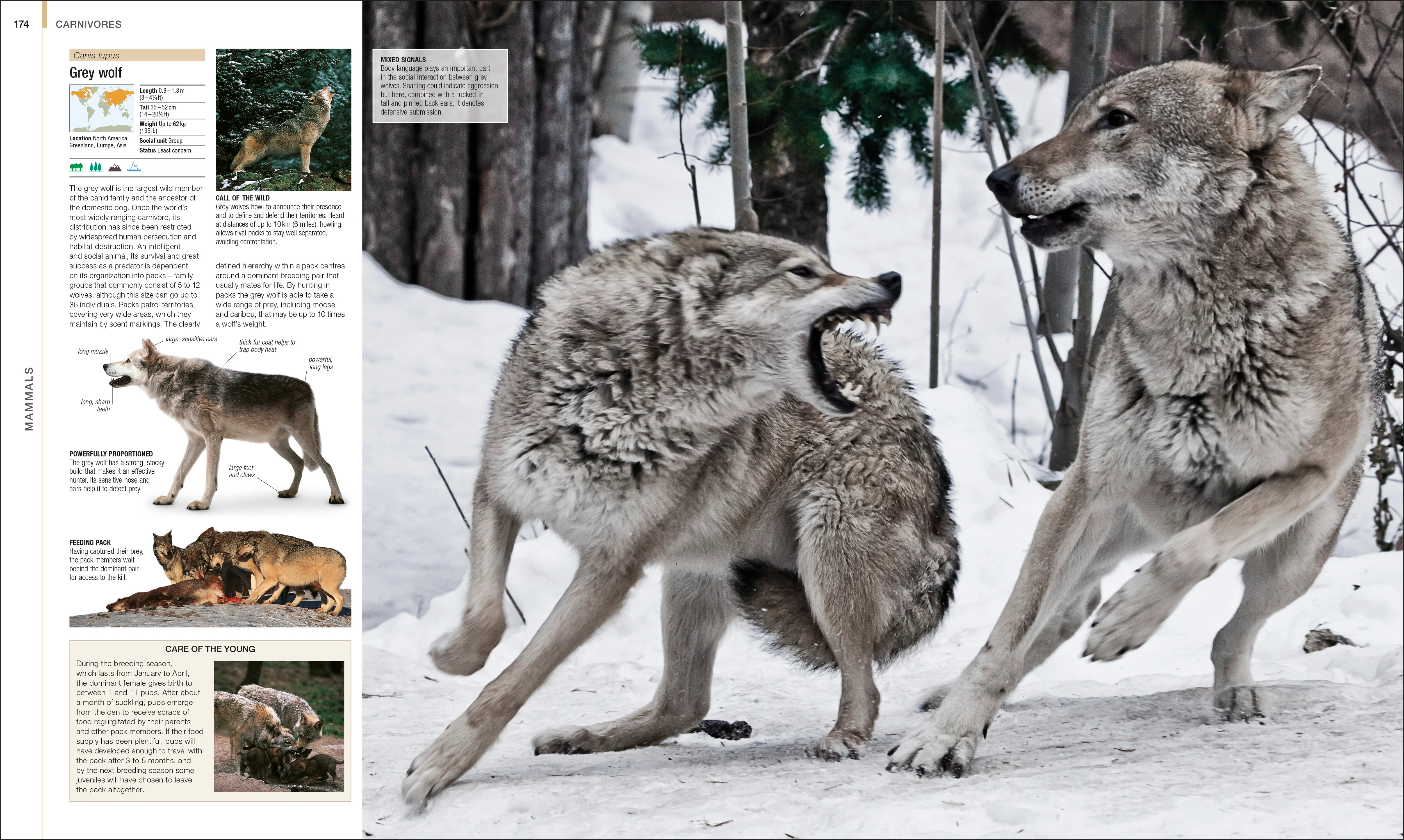 Animal - Image 4