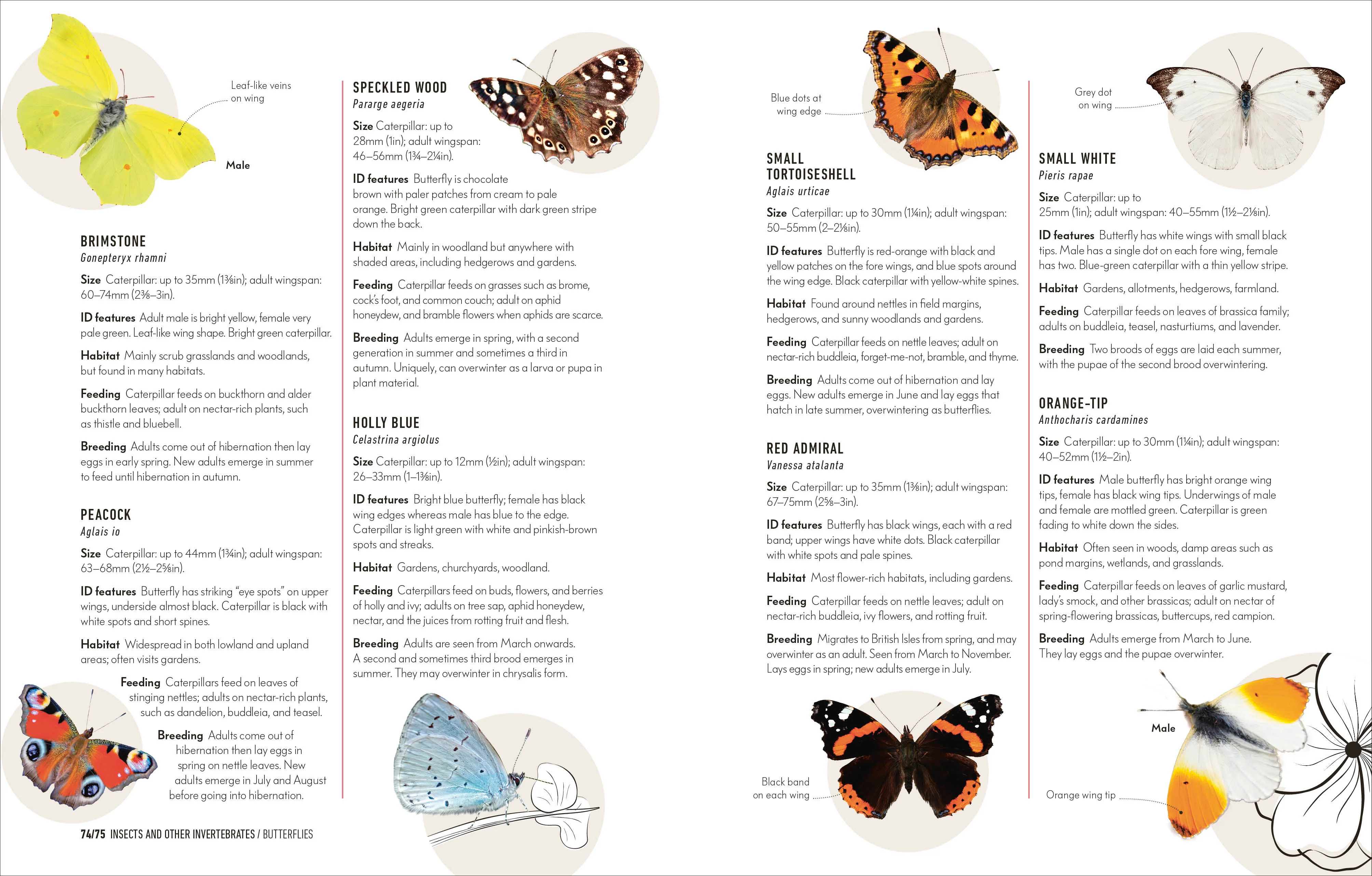 How to Attract Wildlife to Your Garden - Image 6