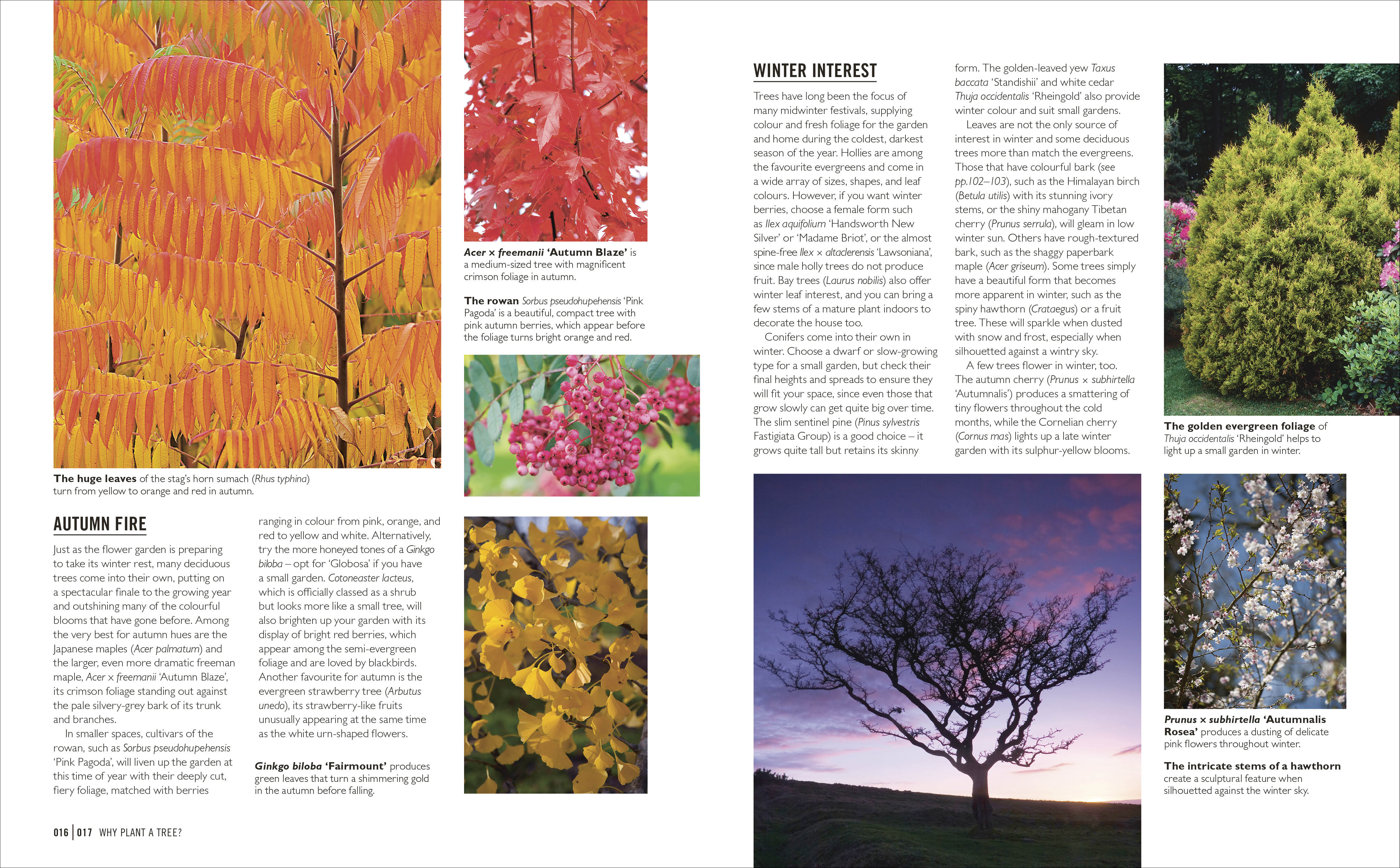 Grow Trees - Image 4