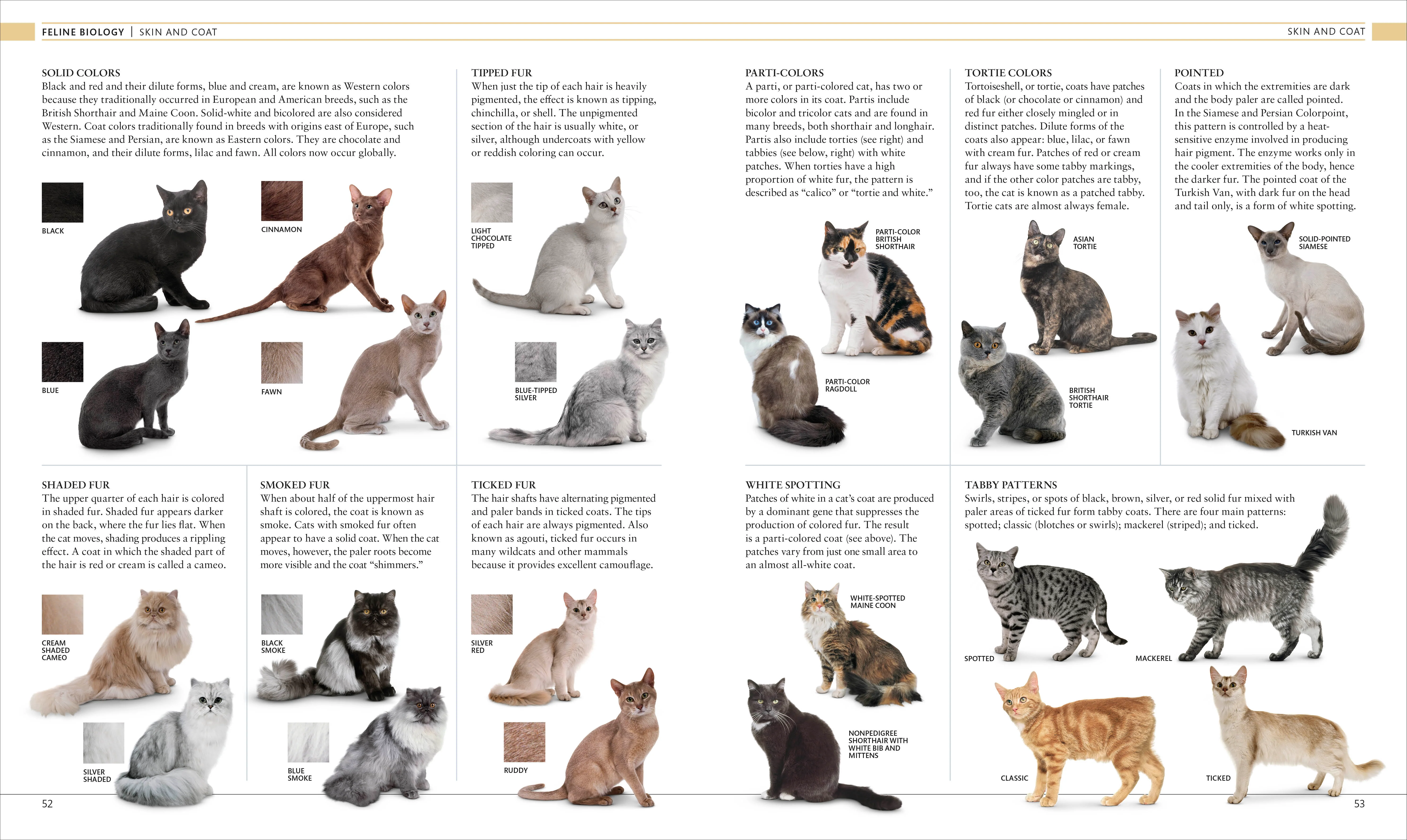 The Cat Encyclopedia - Image 2