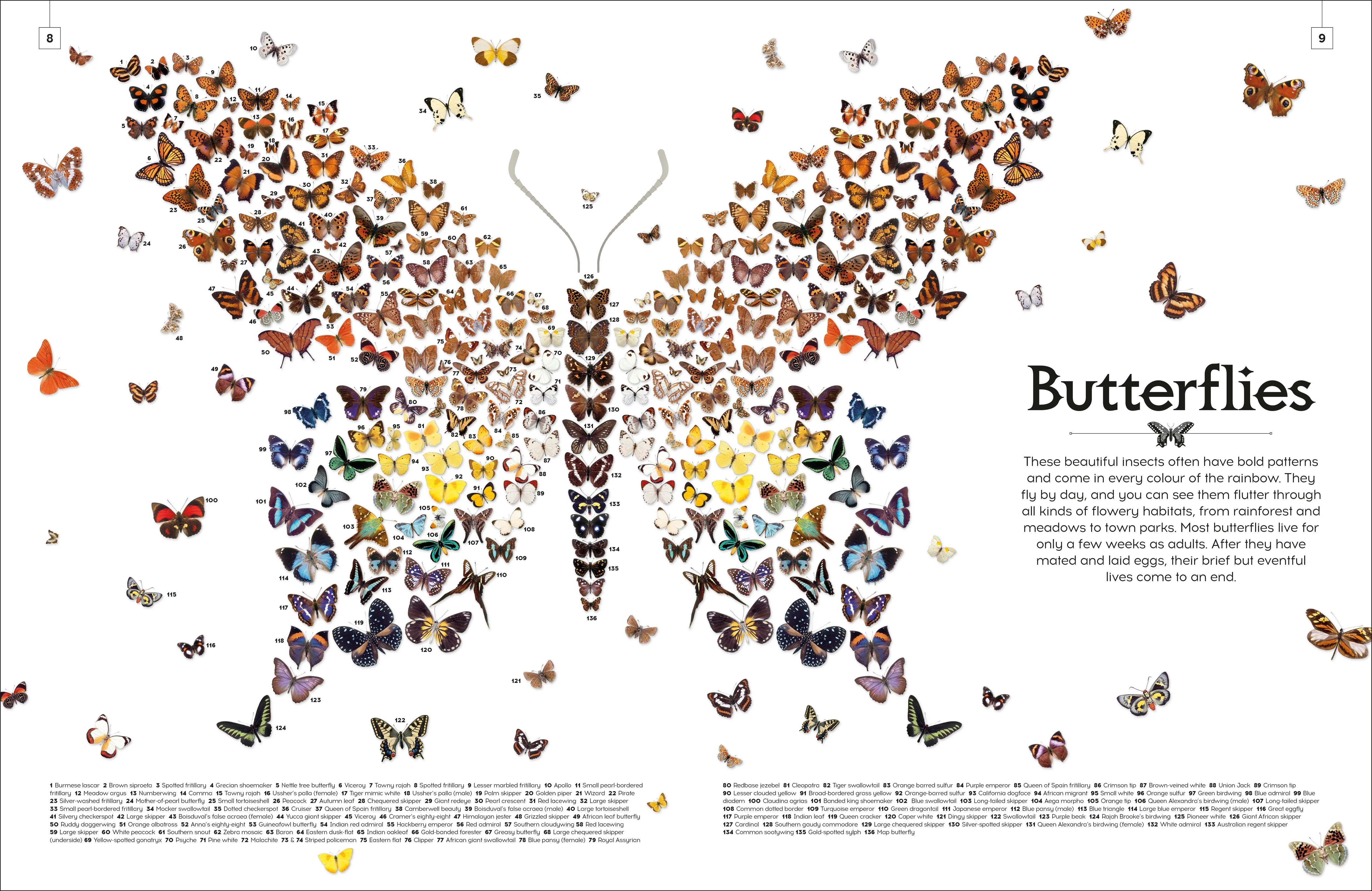 Shapes of Nature - Image 2