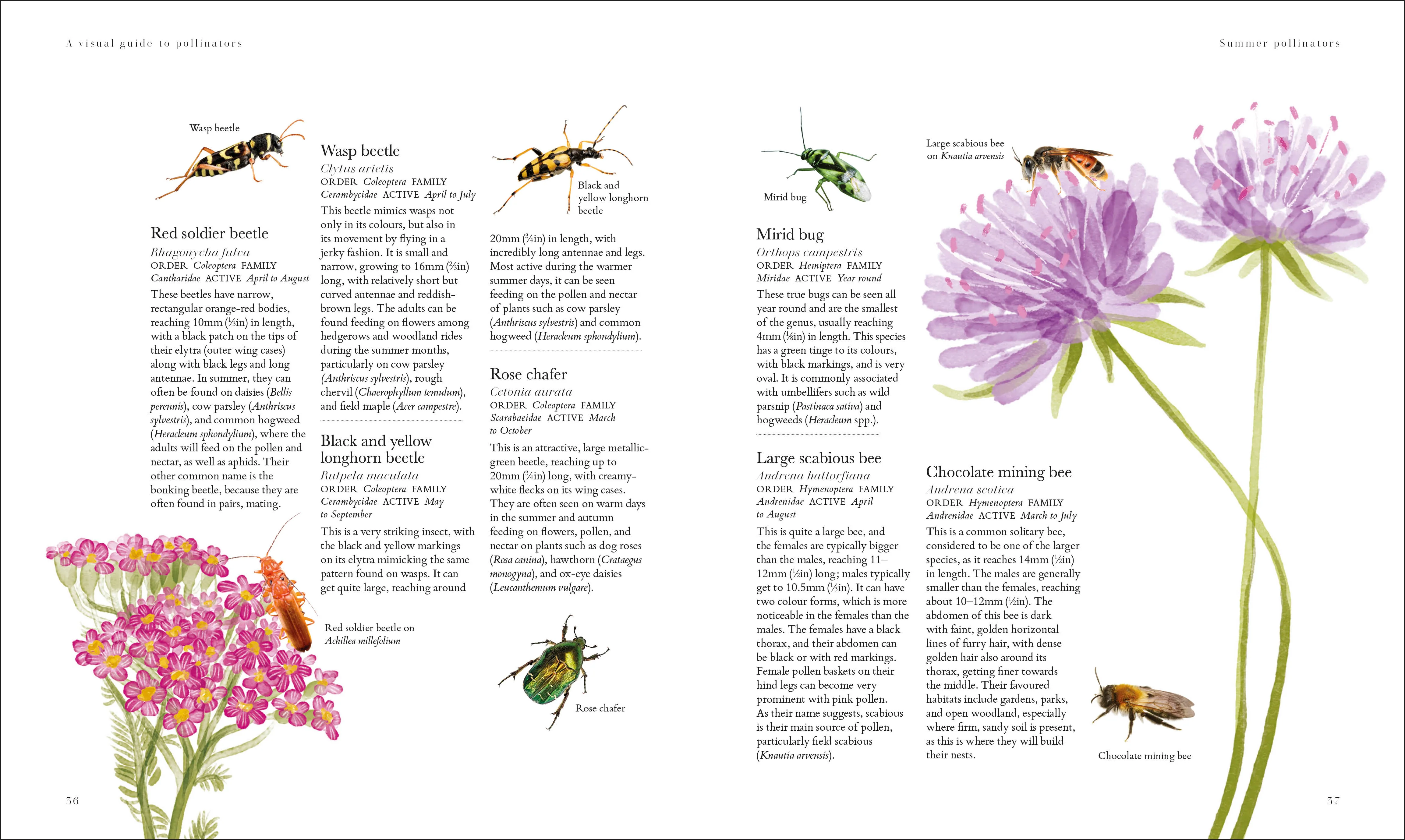 RHS Plants for Pollinators - Image 4