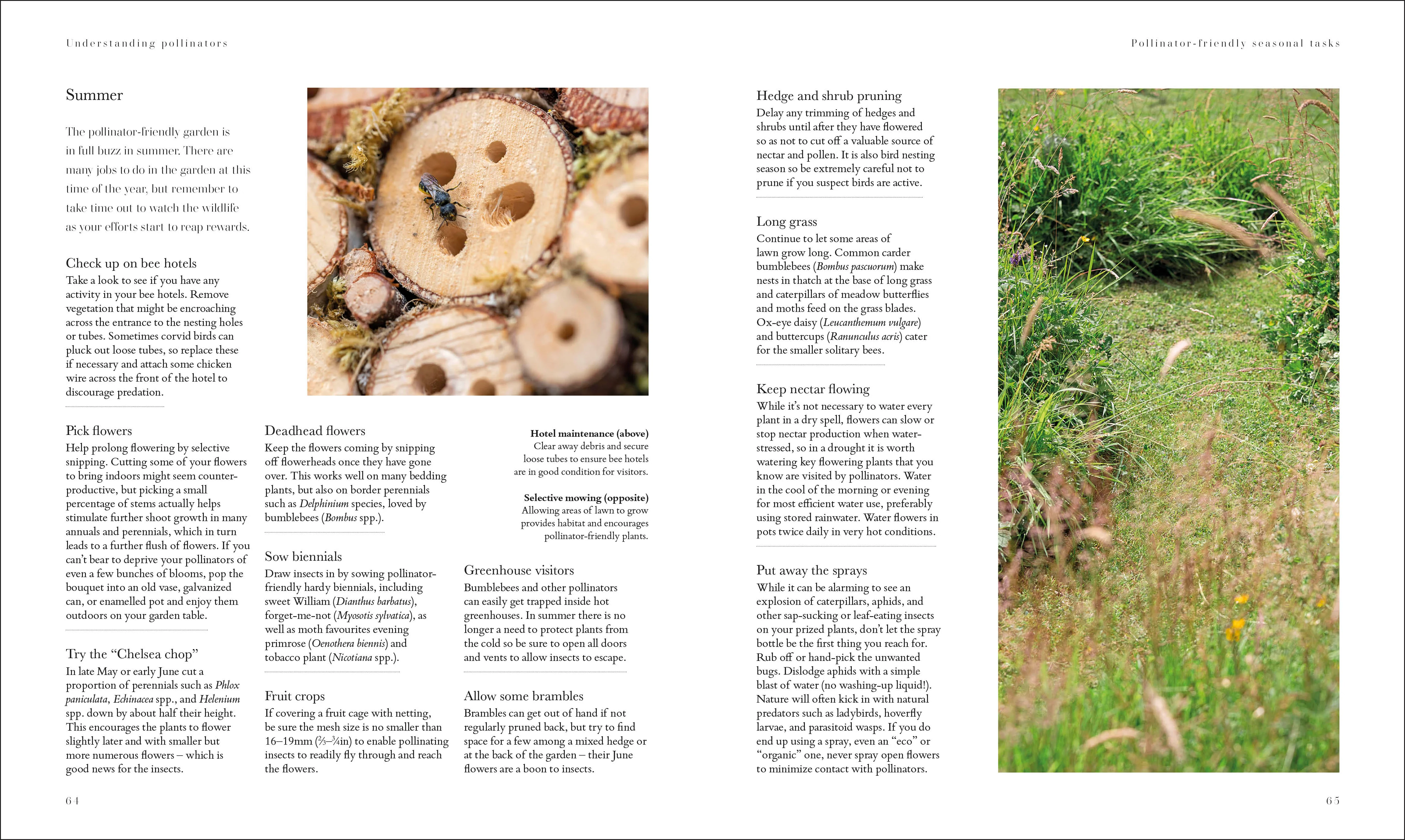 RHS Plants for Pollinators - Image 6