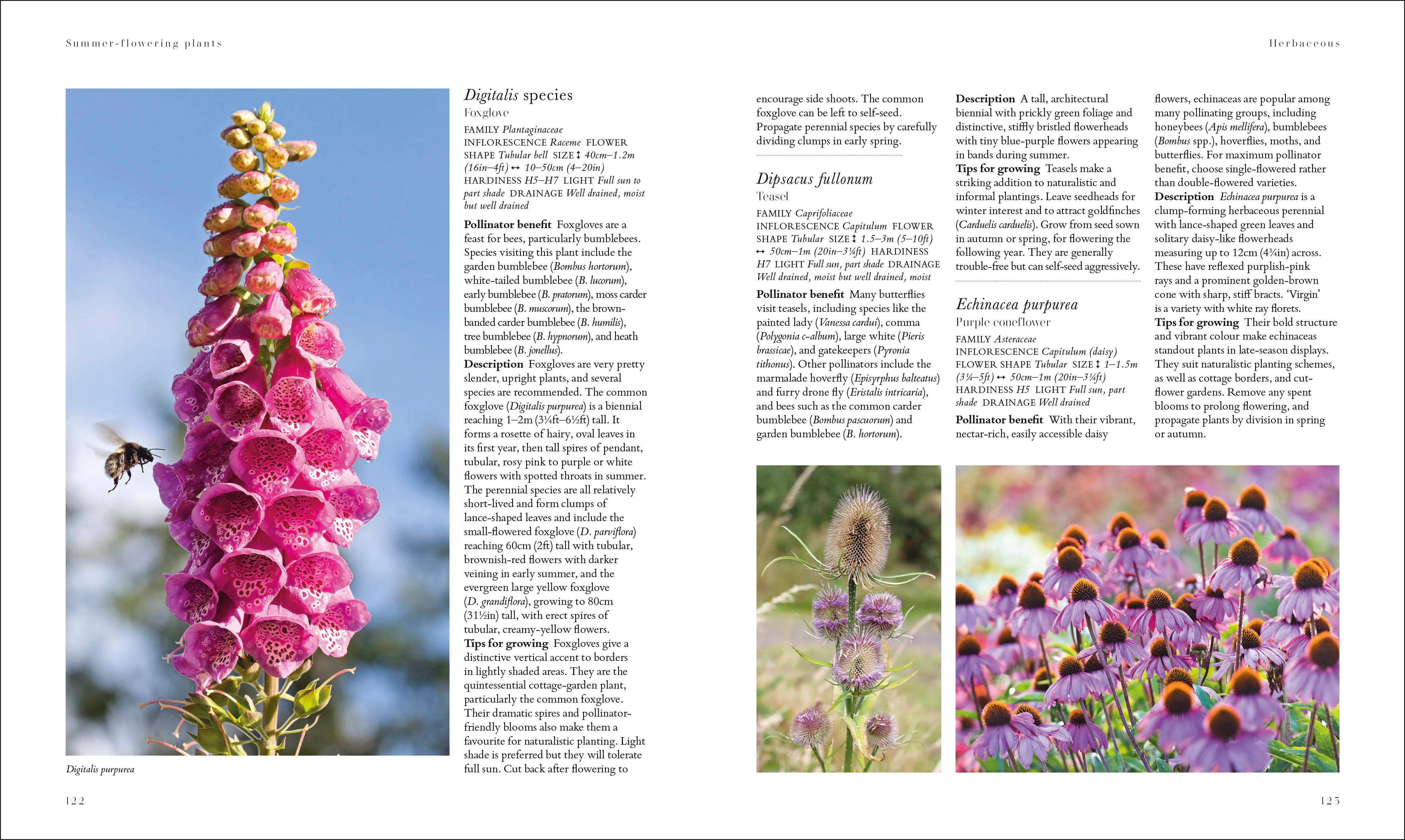 RHS Plants for Pollinators - Image 7