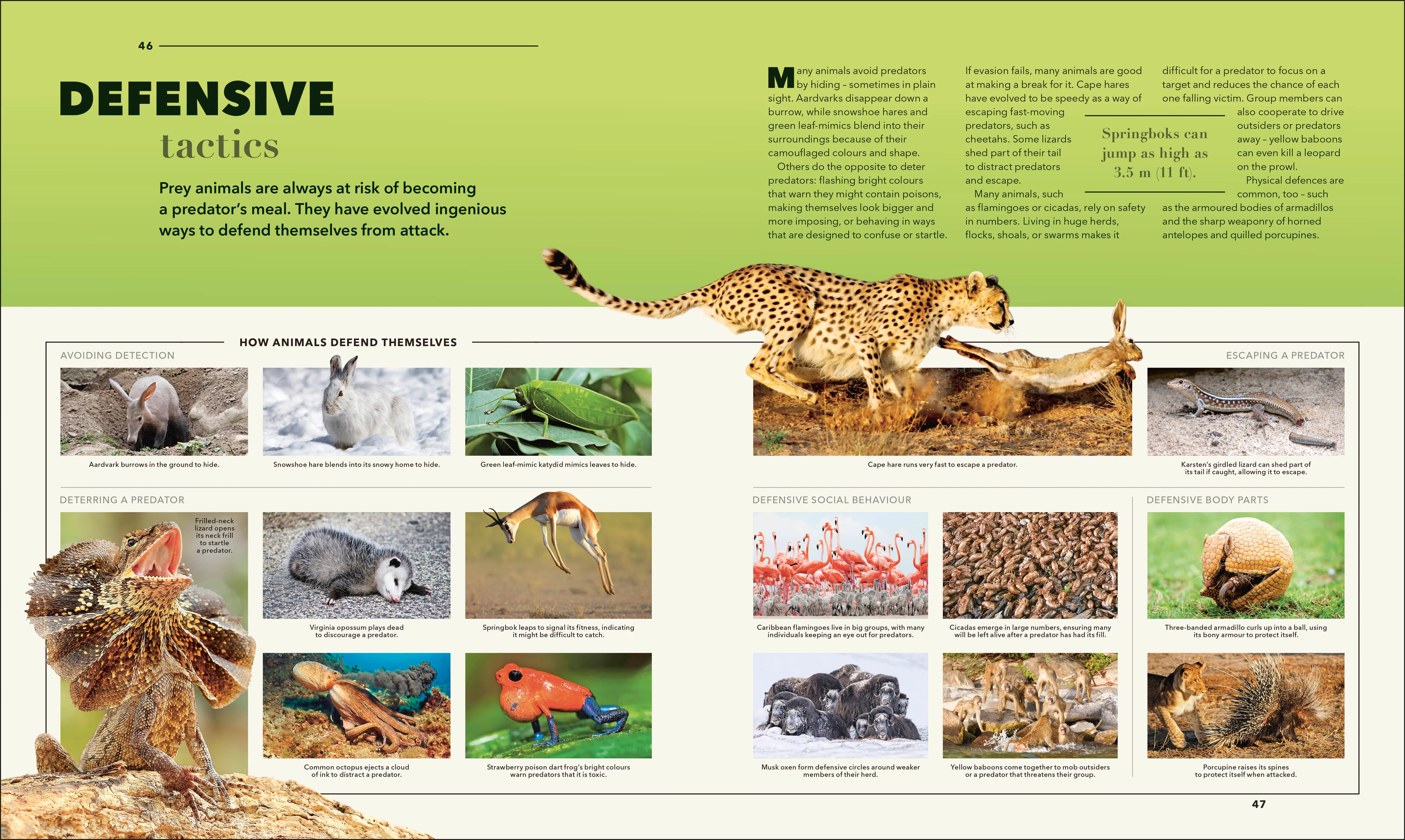 Animals A Visual Compendium - Image 2