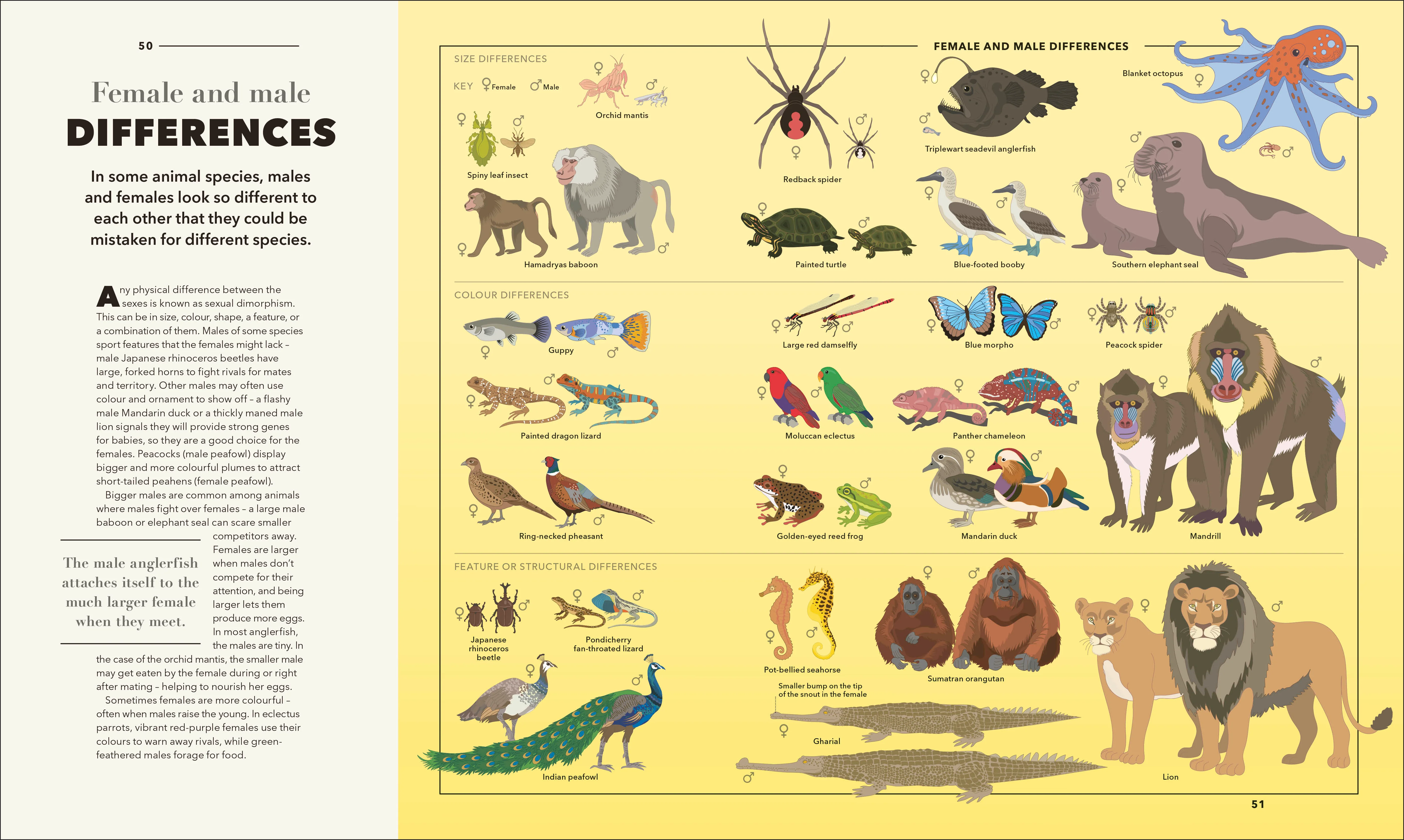 Animals A Visual Compendium - Image 3