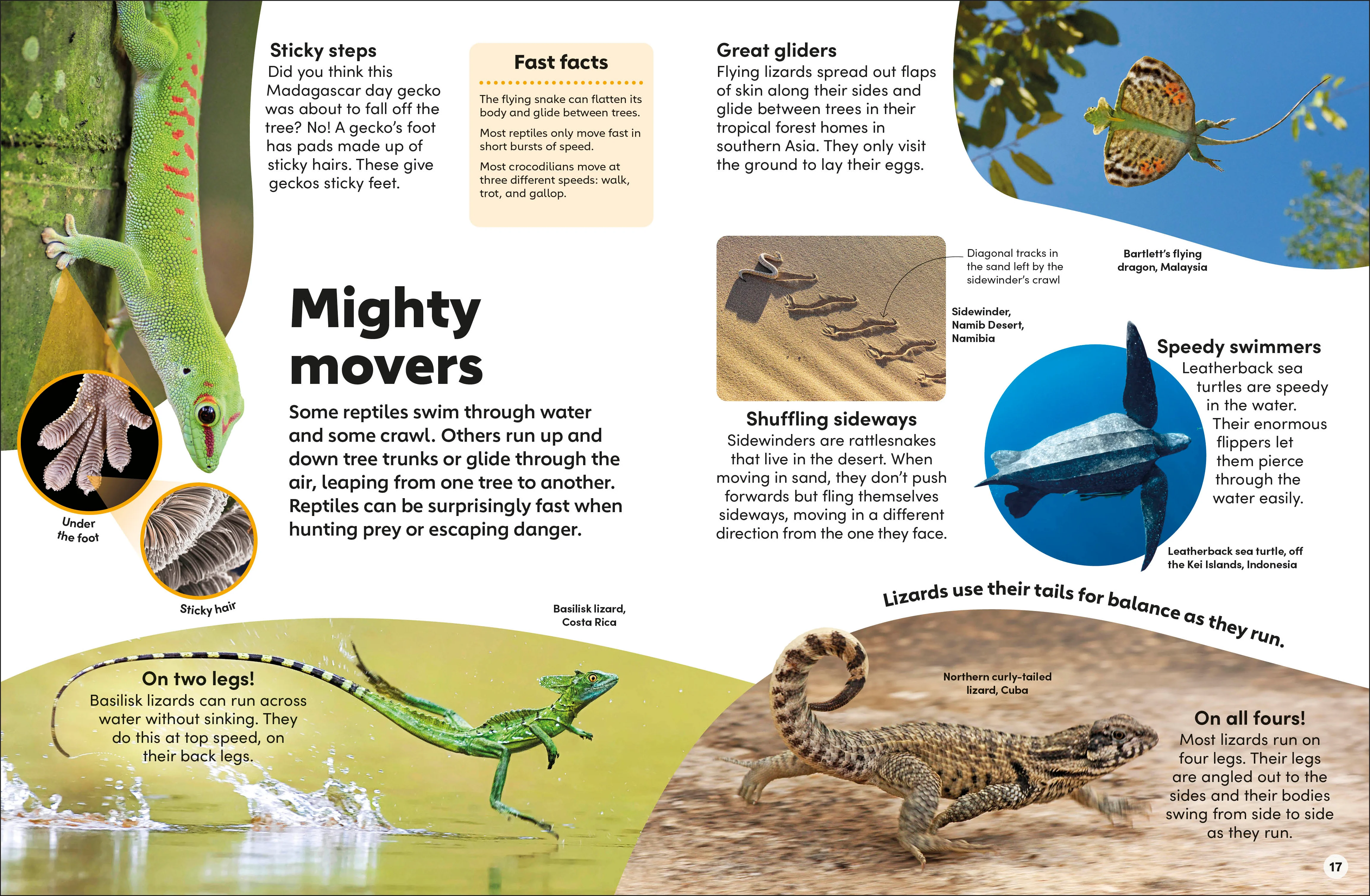 Eyewonder Reptiles - Image 2