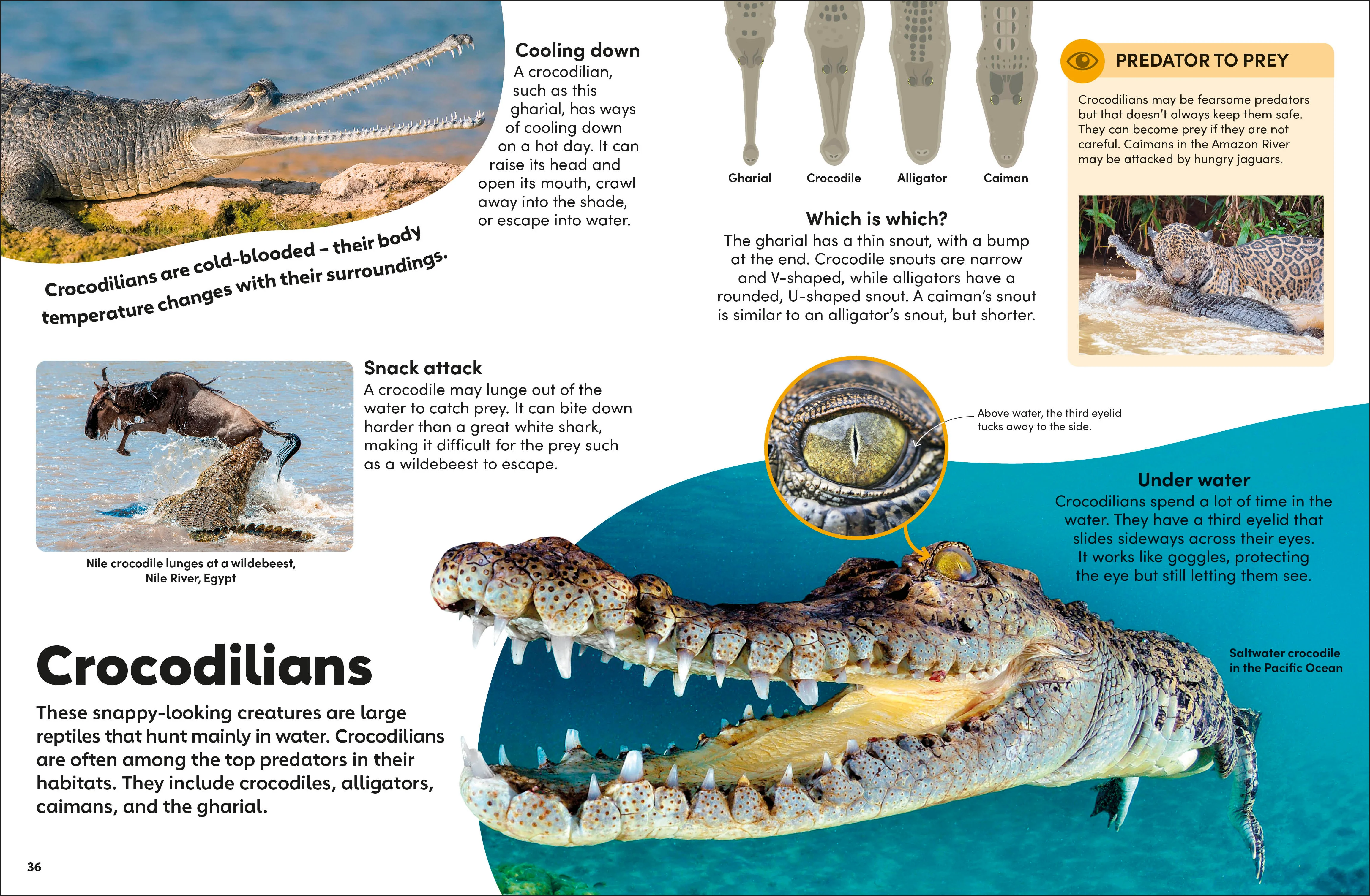Eyewonder Reptiles - Image 3
