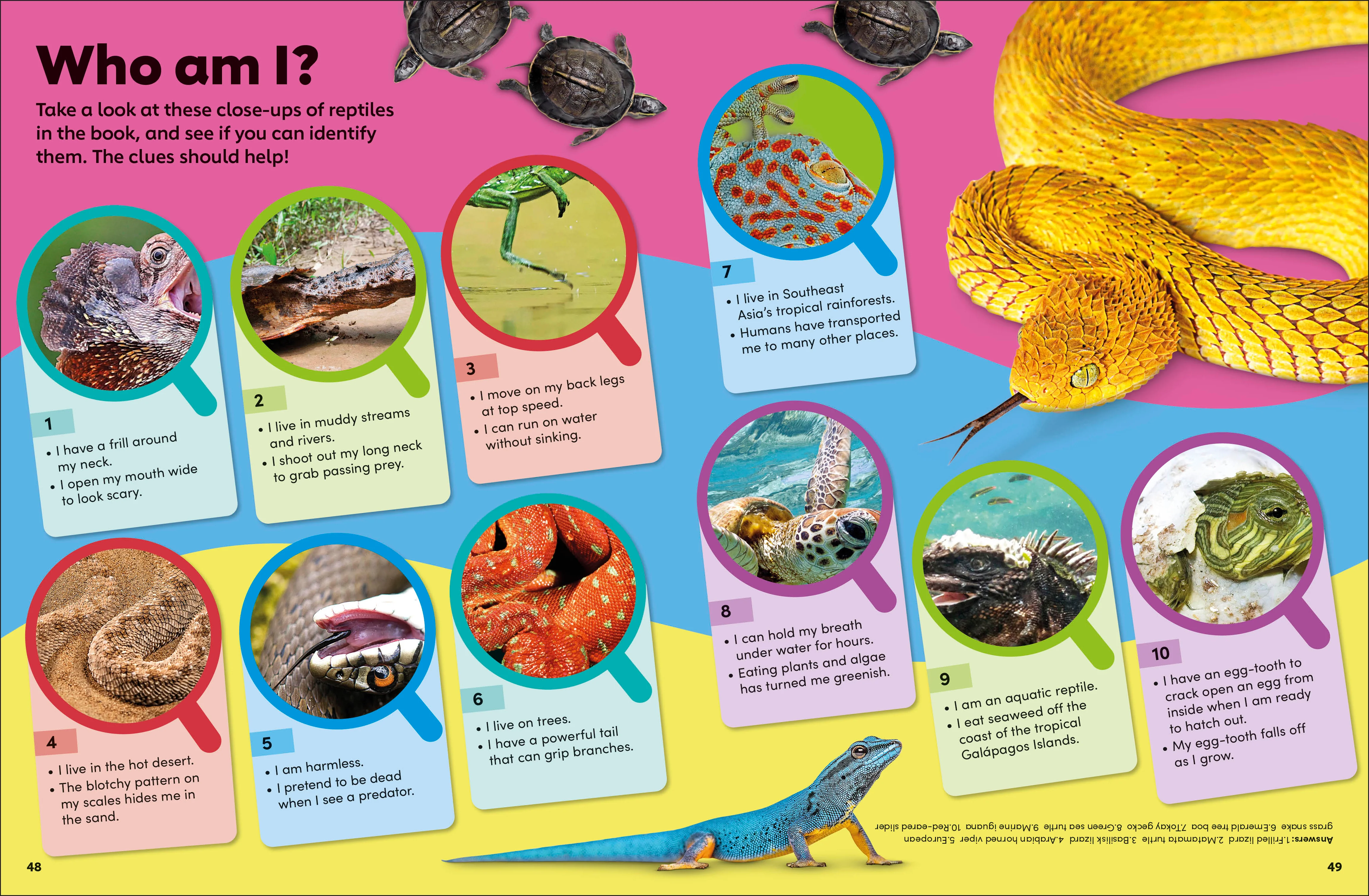 Eyewonder Reptiles - Image 6