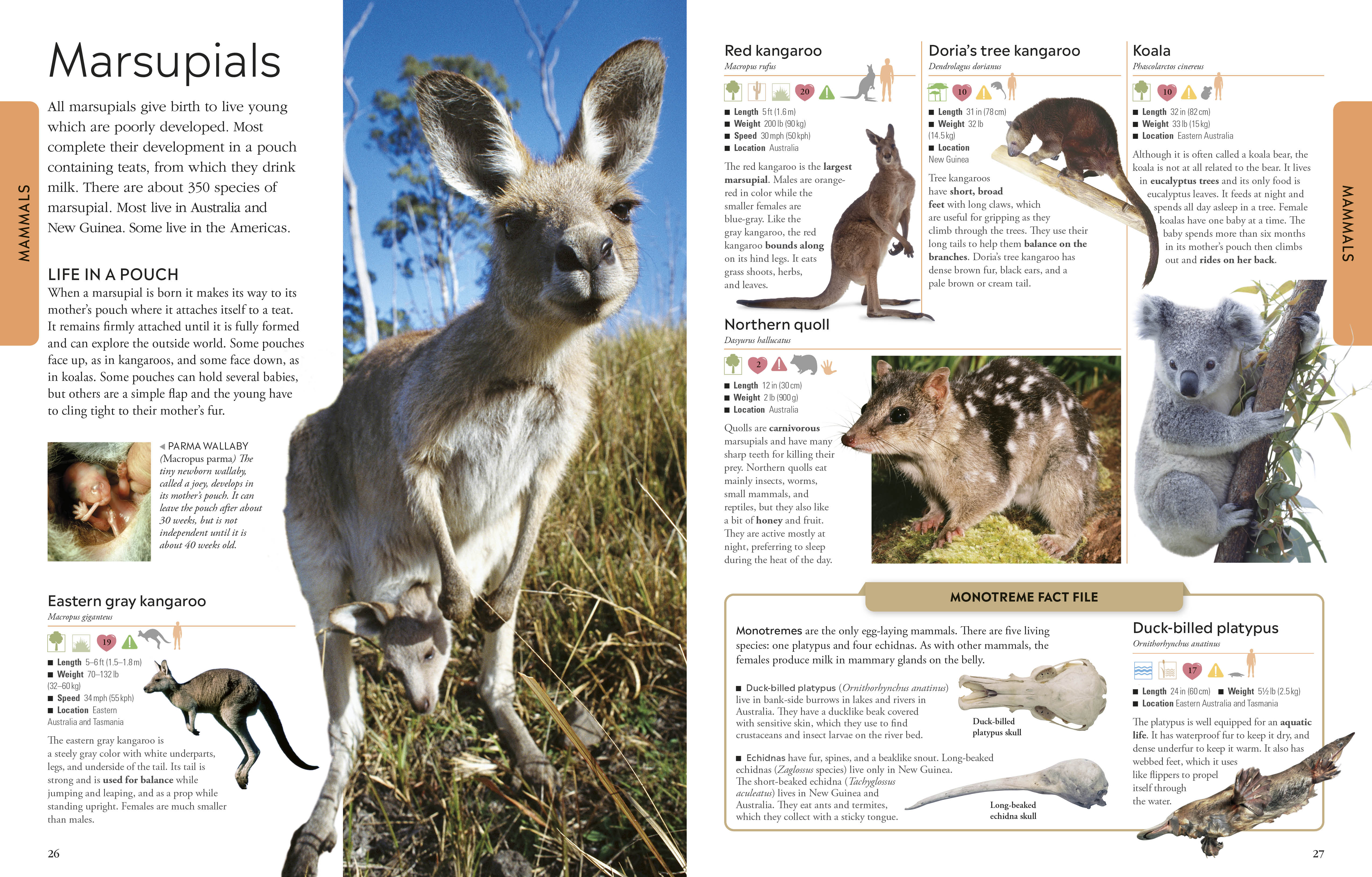 Animals - Image 8
