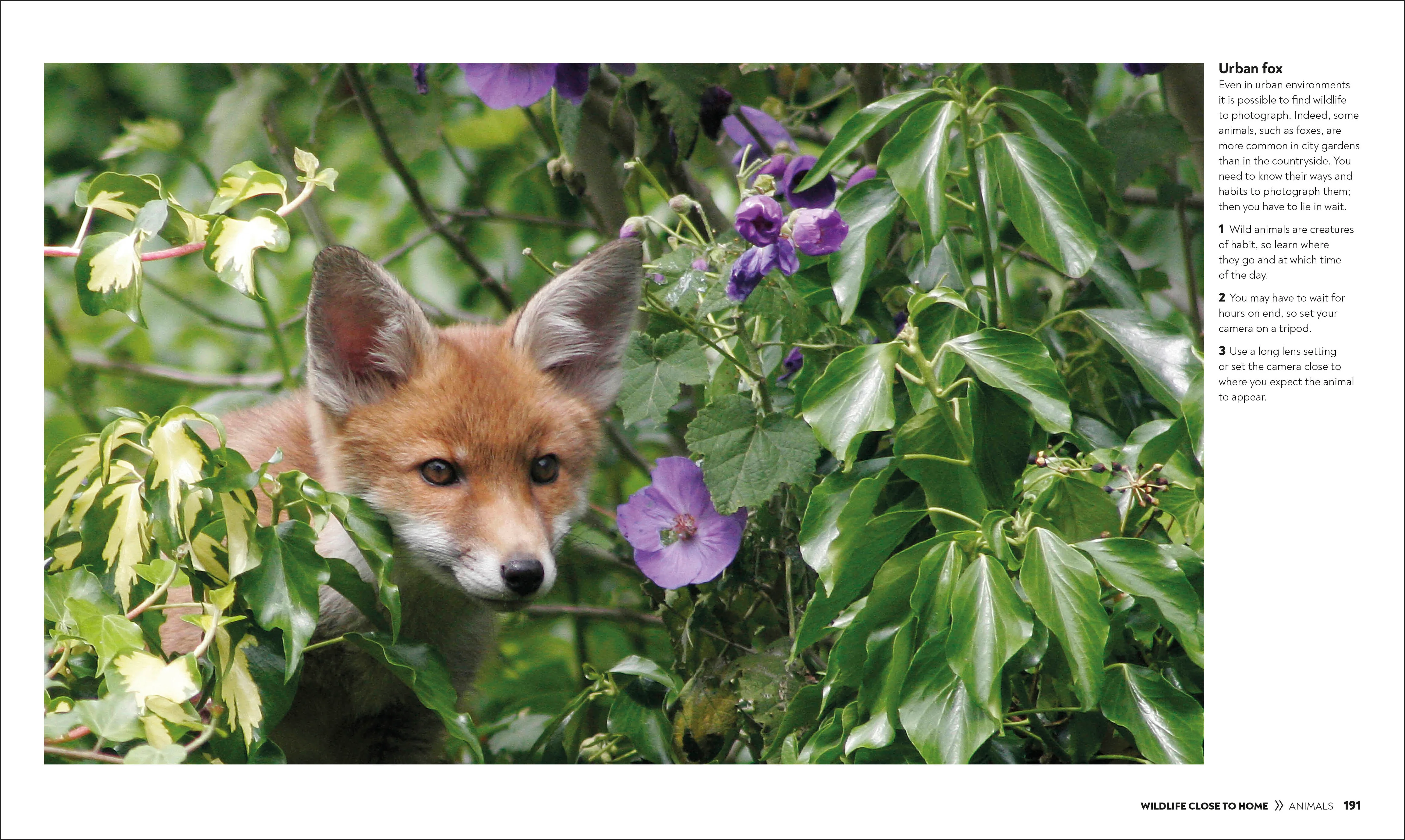 How to Photograph Absolutely Everything - Image 9