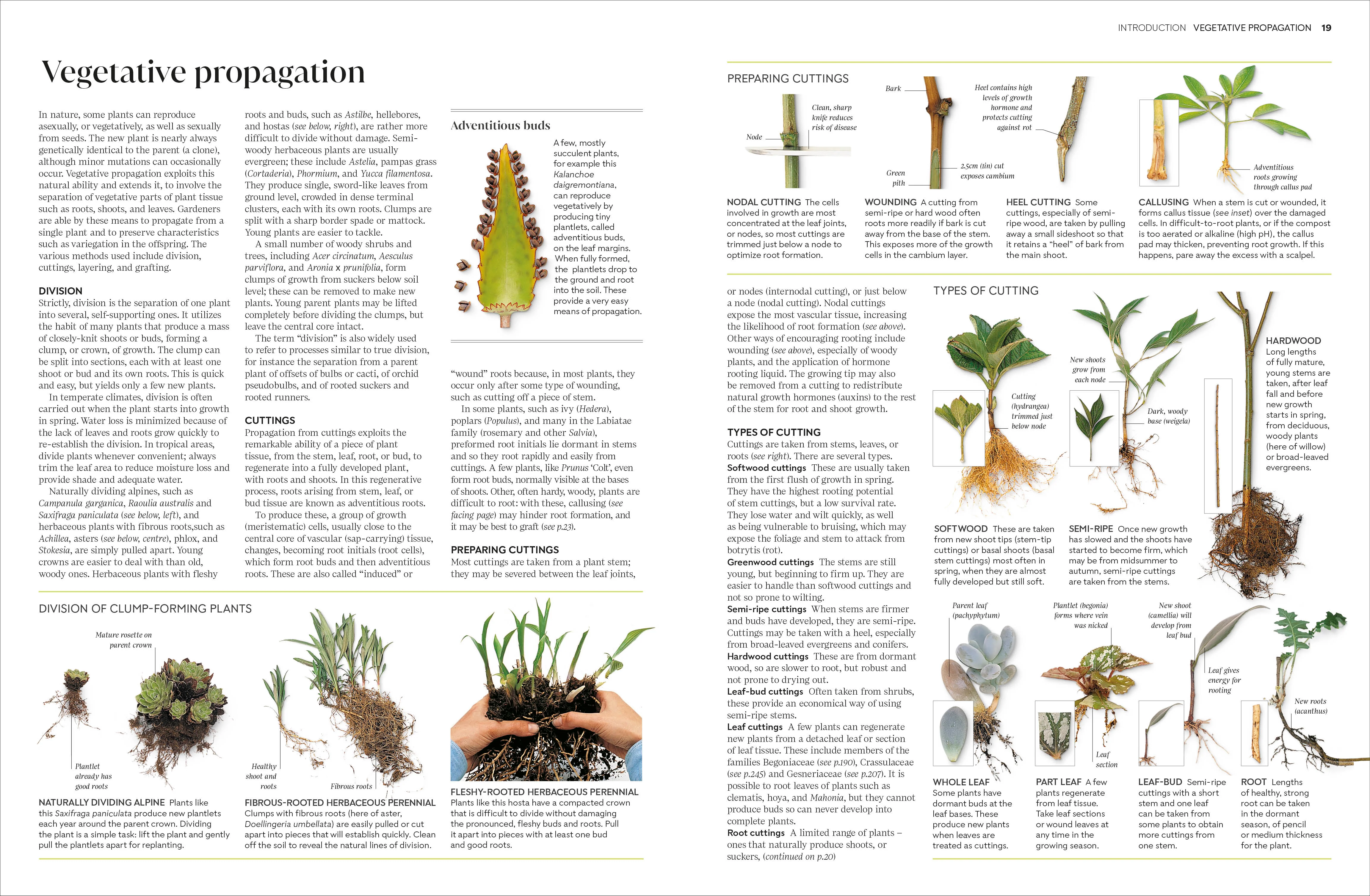Propagating Plants - Image 2