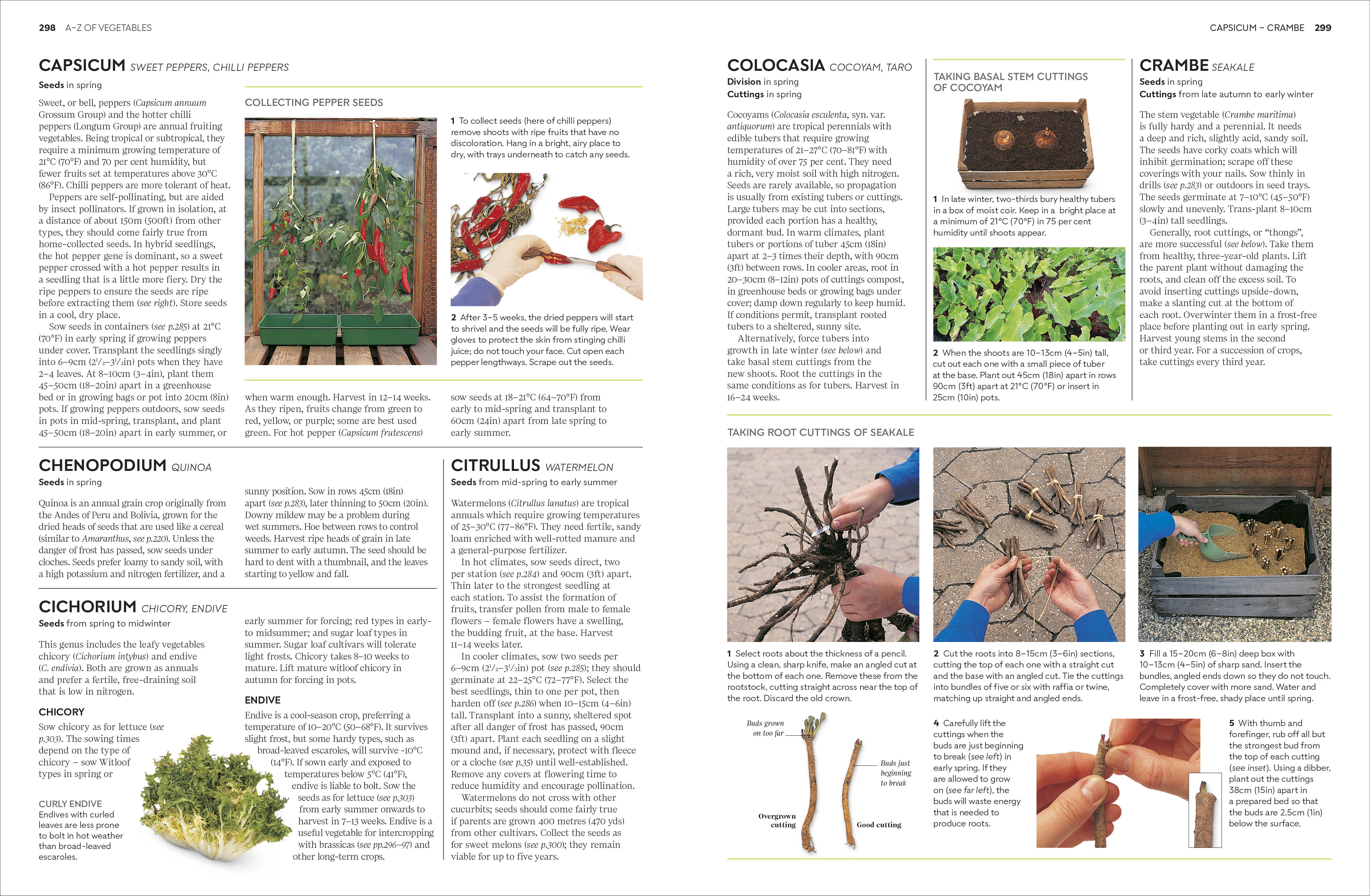 Propagating Plants - Image 6