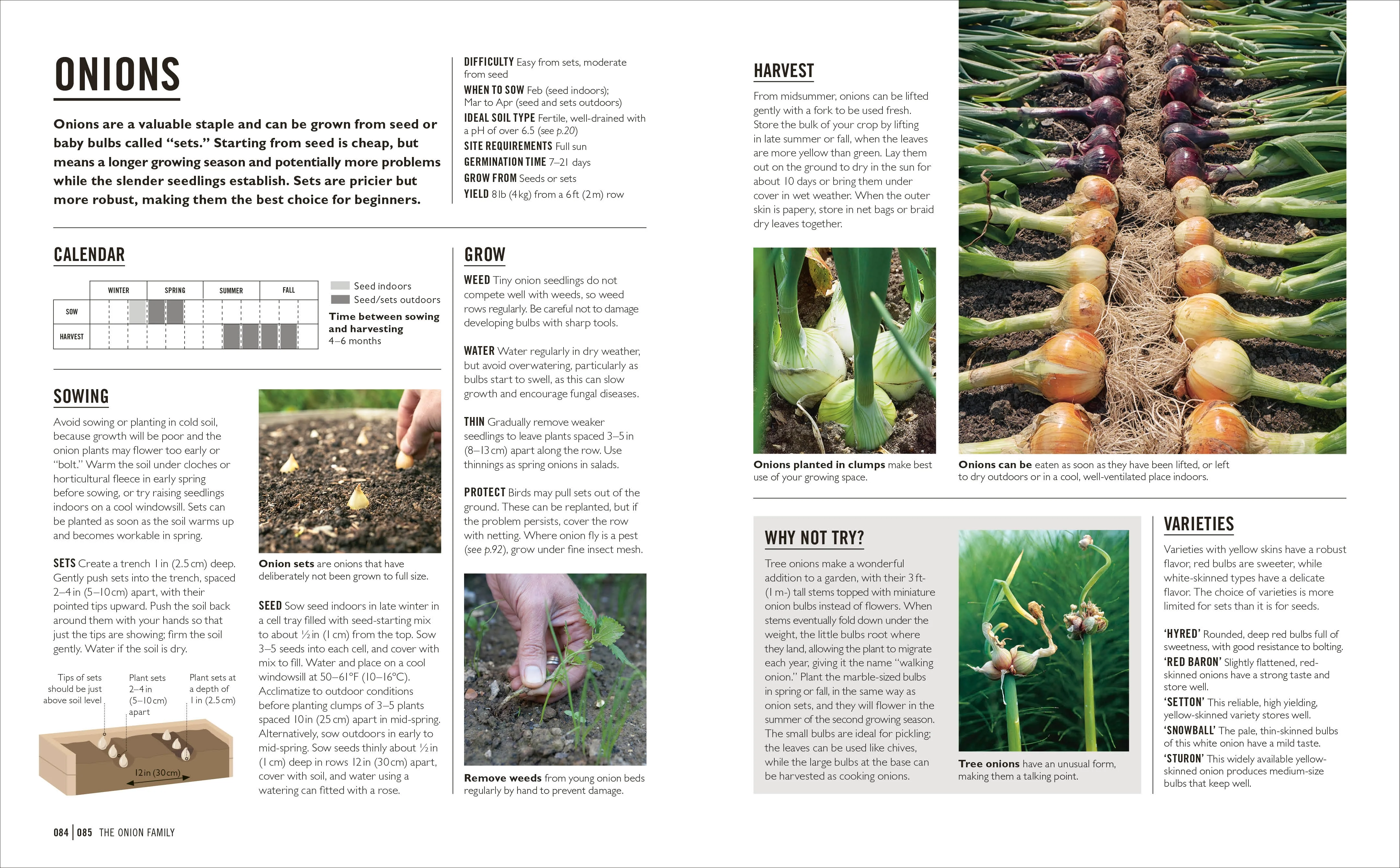 Grow Easy Vegetables - Image 4