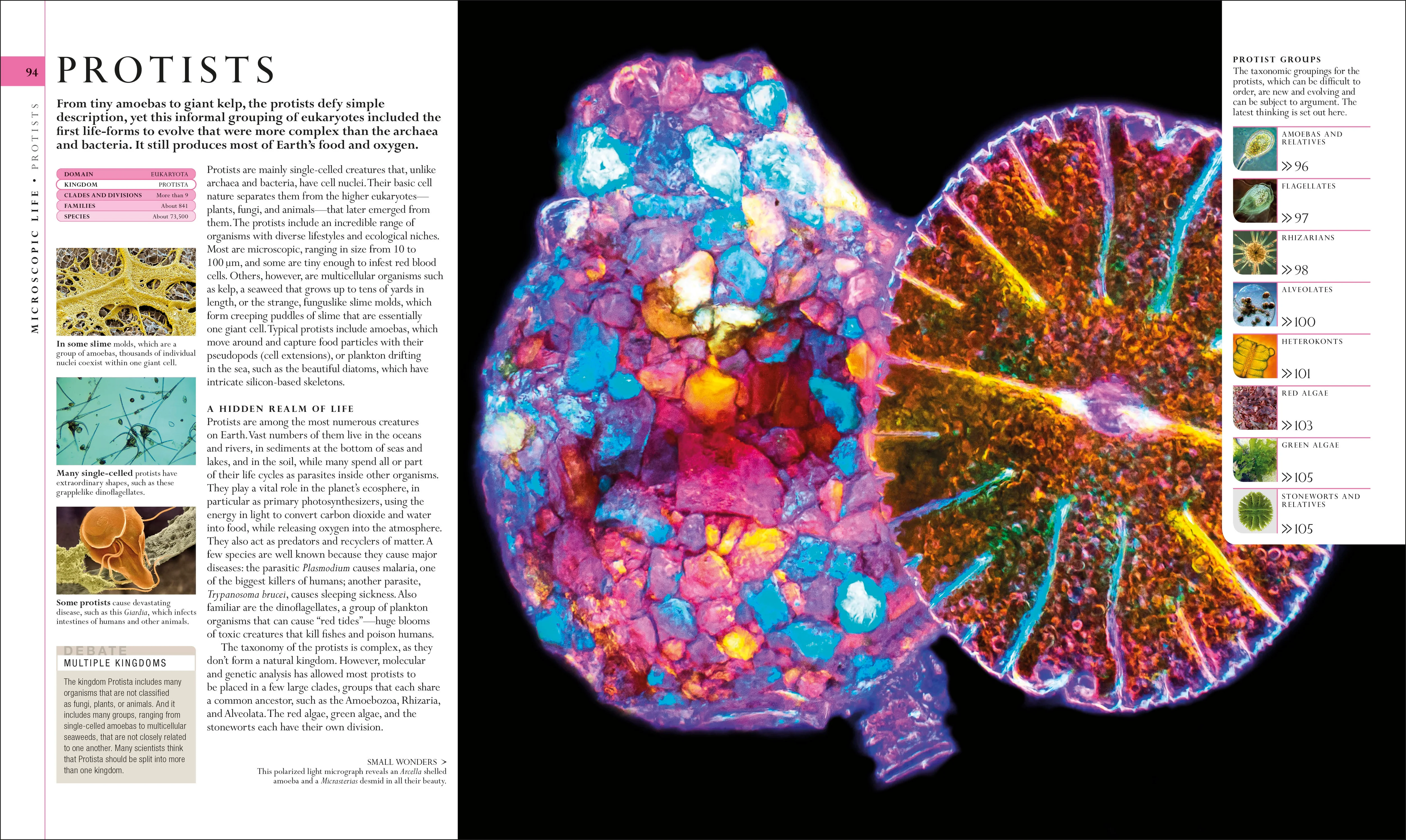 Natural History - Image 3