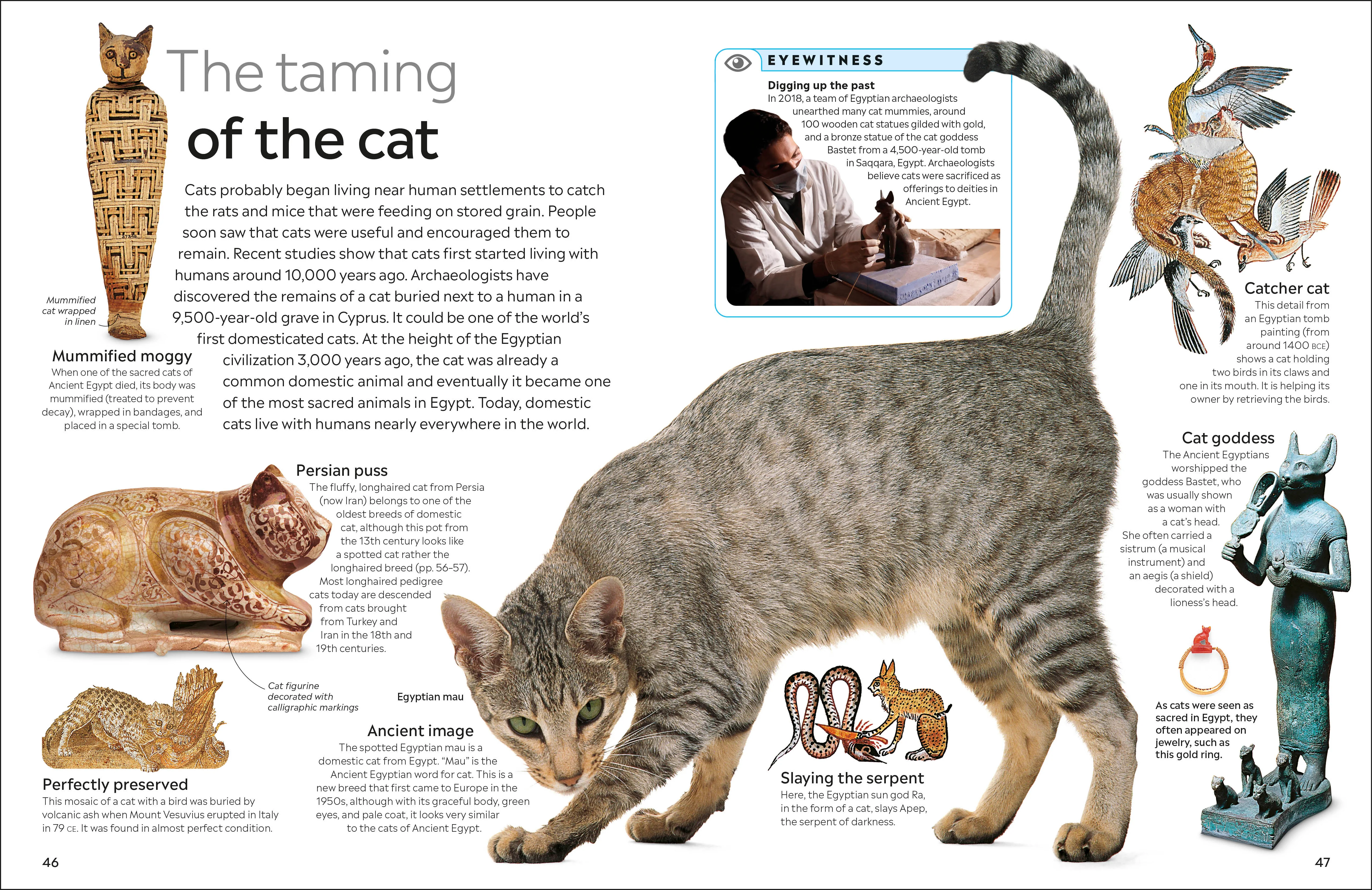 Cat - Image 6