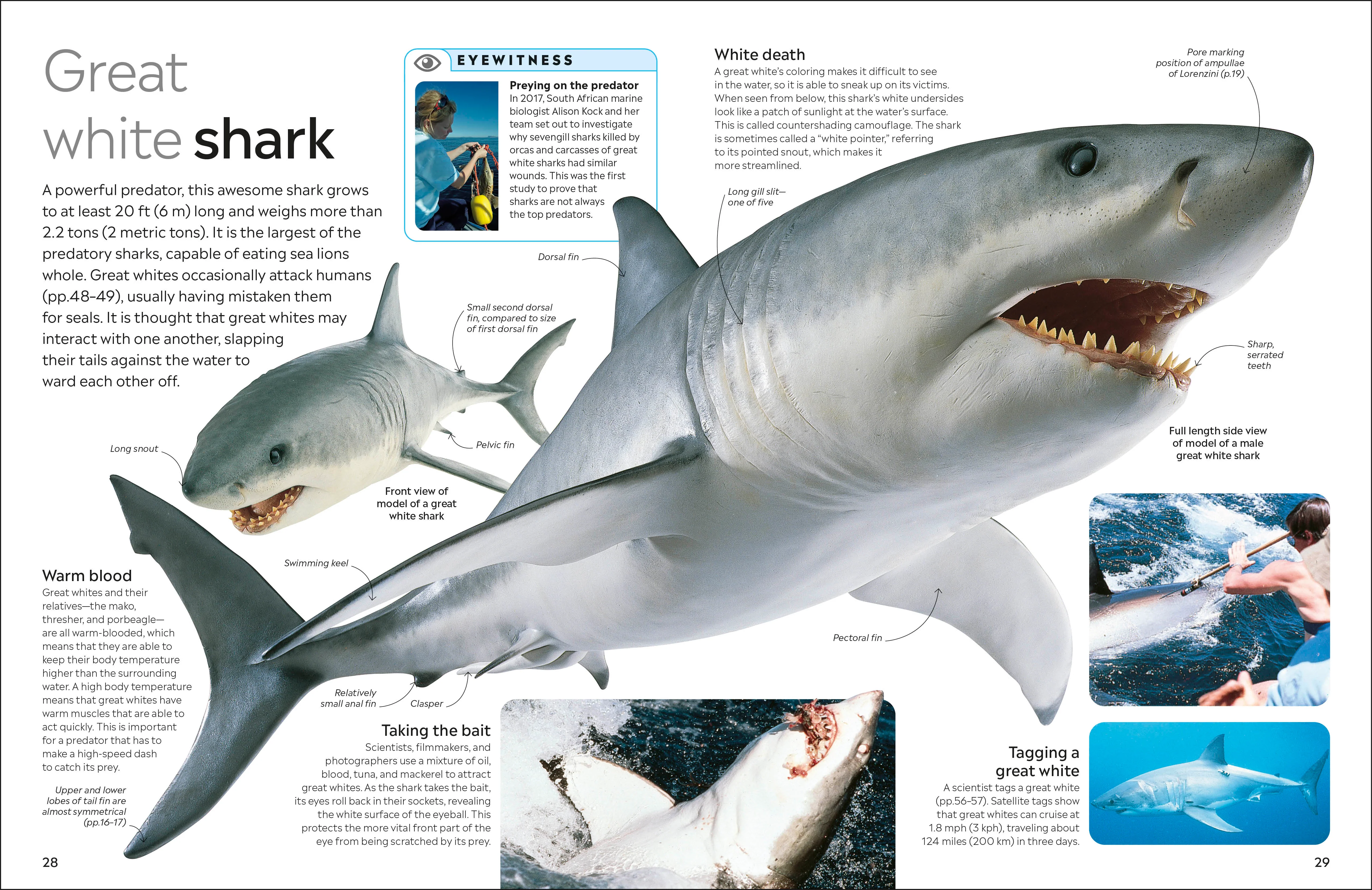 Shark - Image 2