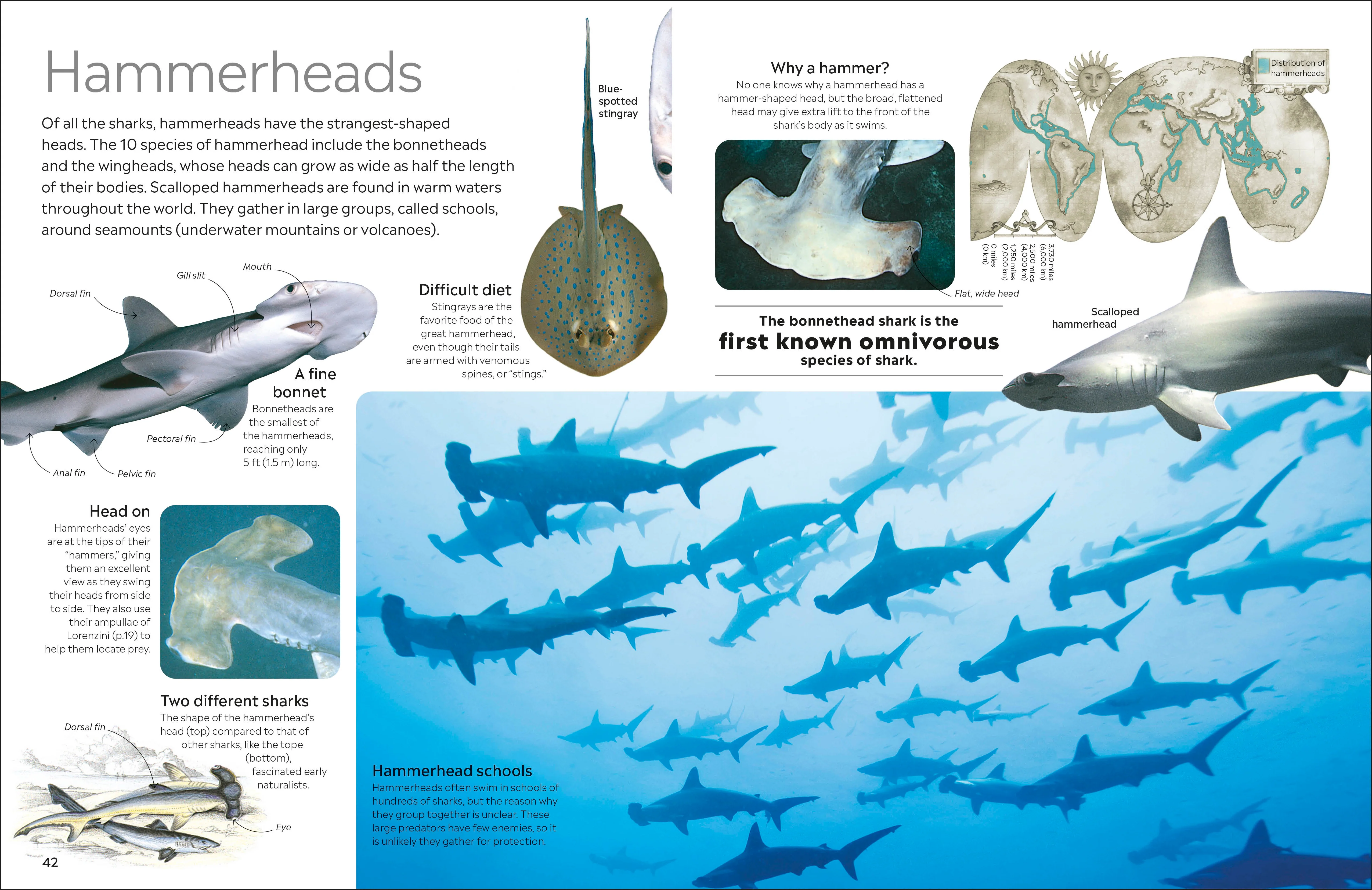Shark - Image 7