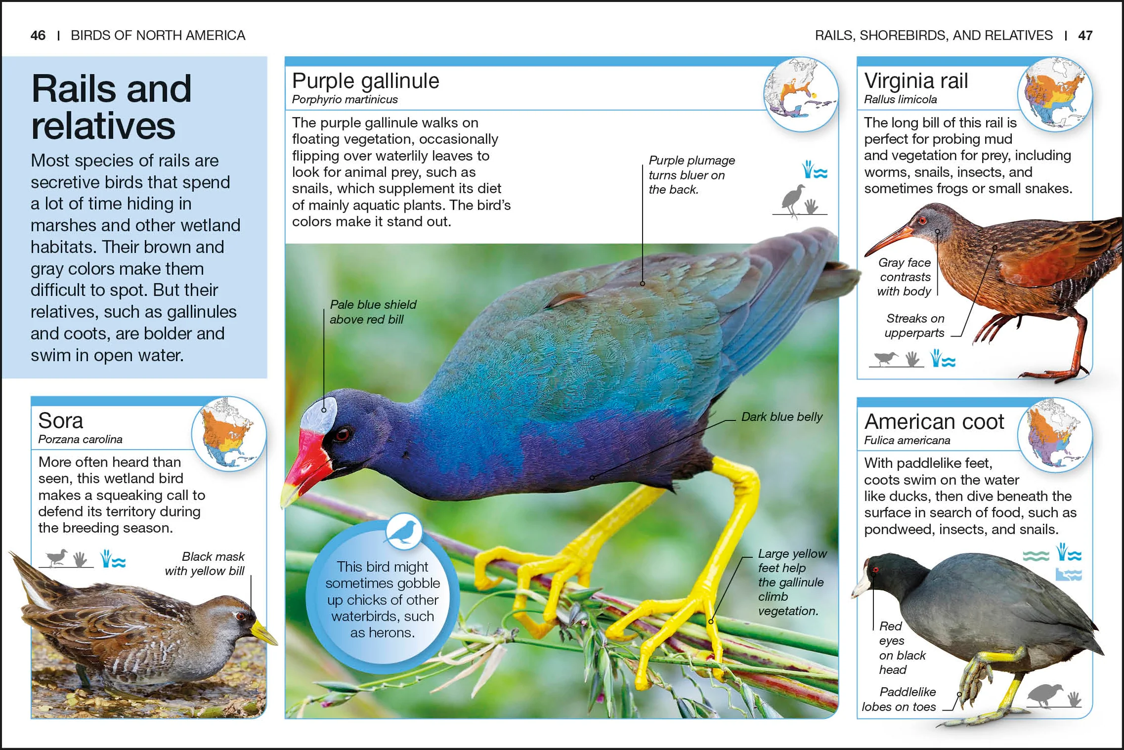 Pocket Genius Birds of North America - Image 3