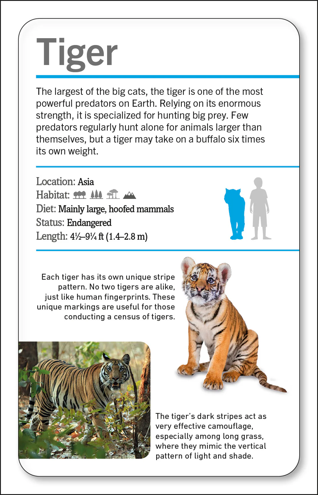Our World in Pictures Animals of the World Flash Cards - Image 3