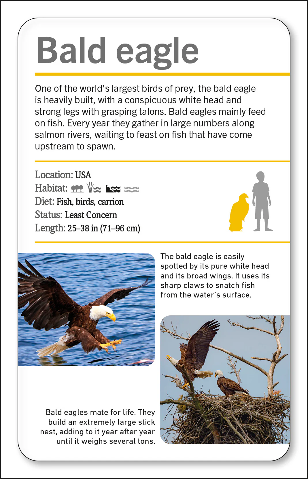 Our World in Pictures Animals of the World Flash Cards - Image 5