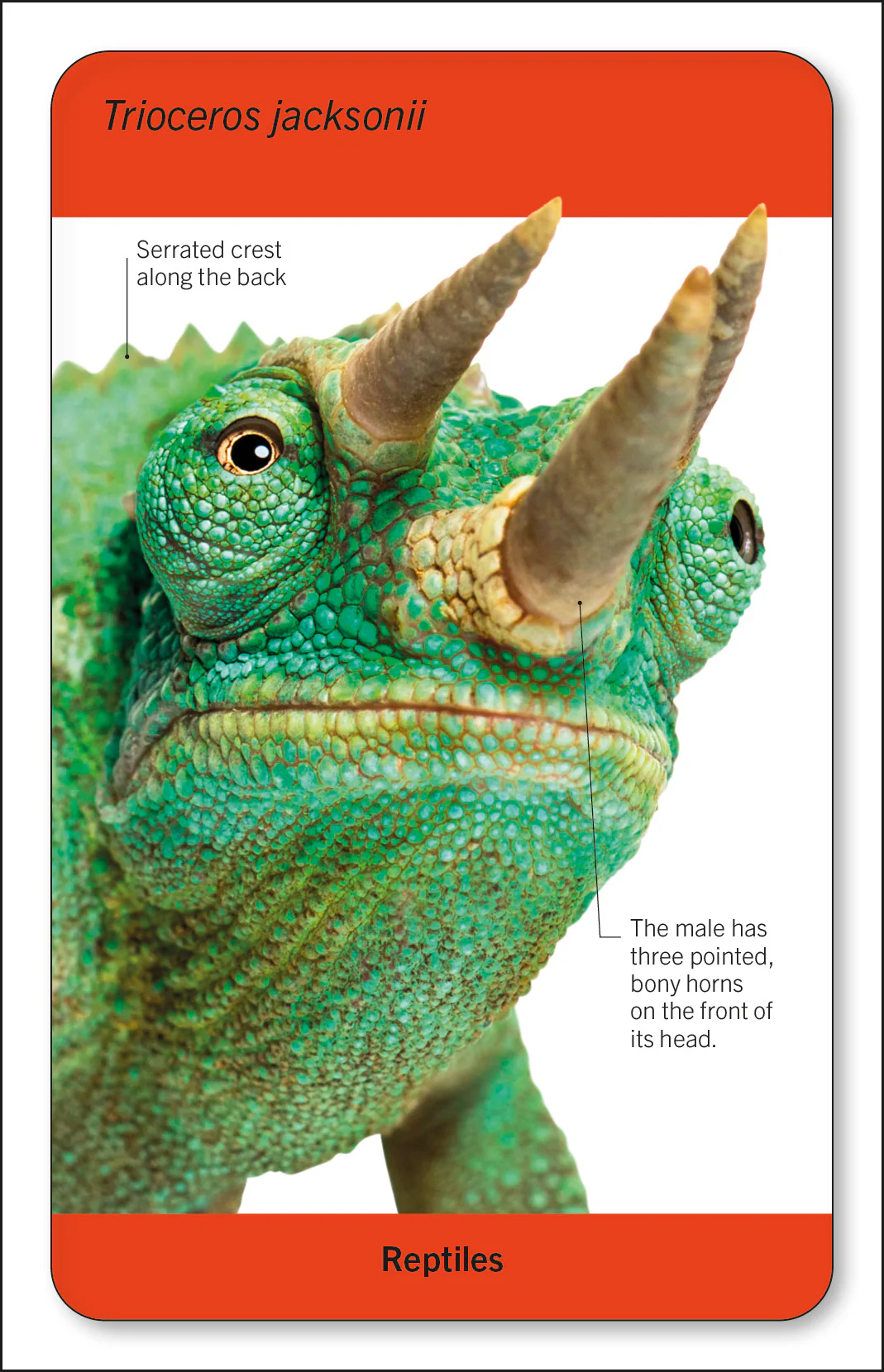 Our World in Pictures Animals of the World Flash Cards - Image 6