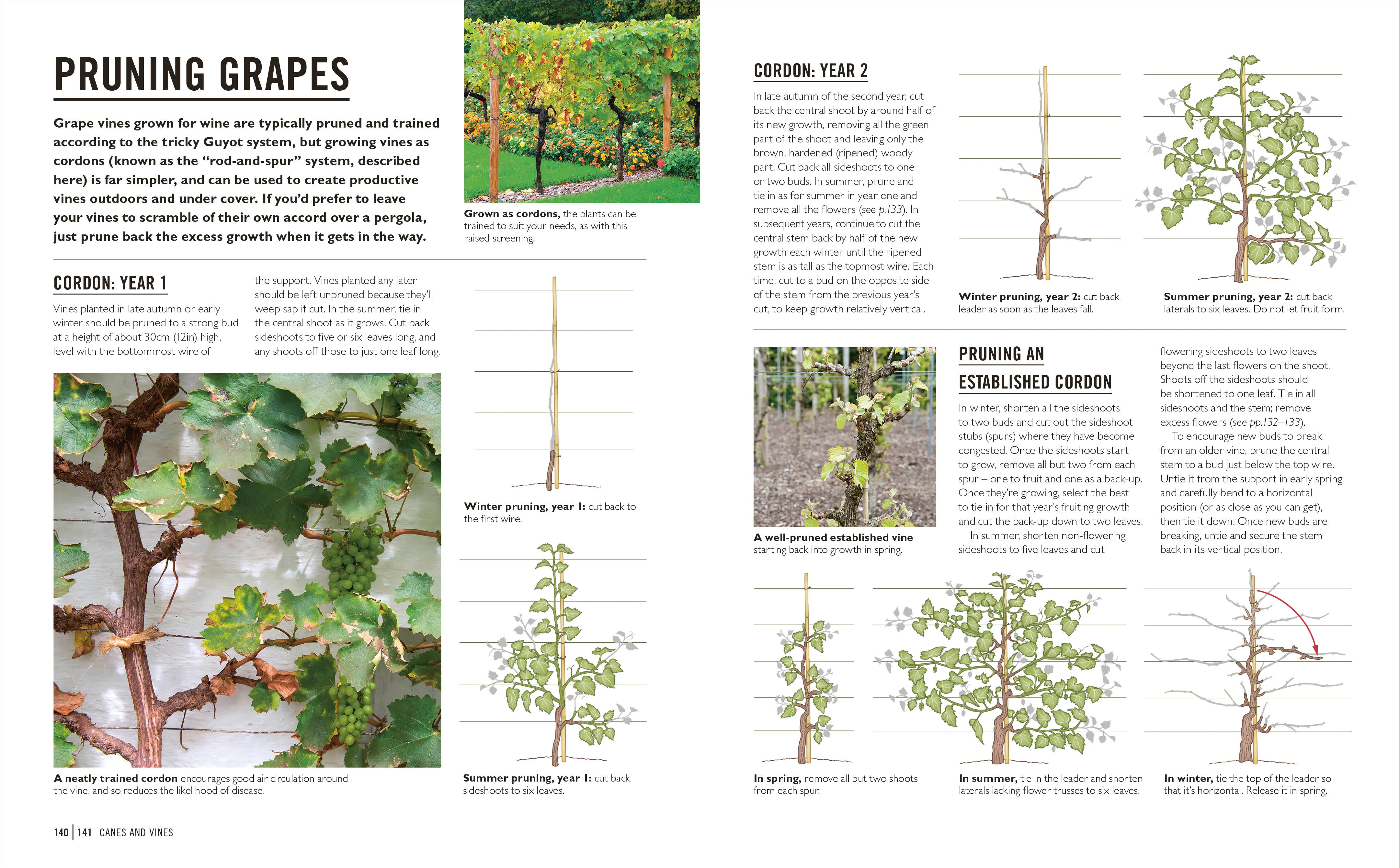 Grow Fruit - Image 13