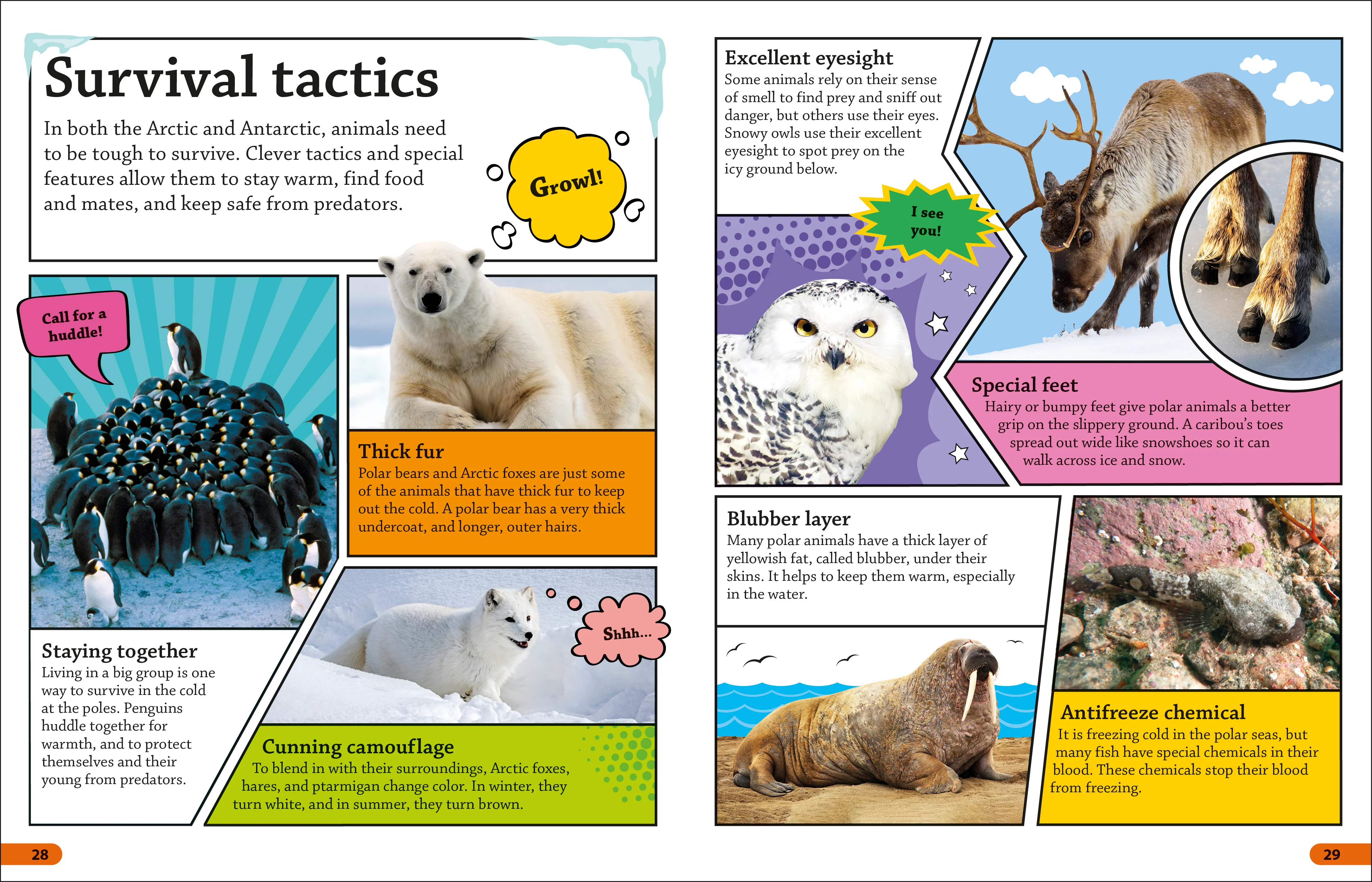 DKFindout! Arctic and Antarctic - Image 6
