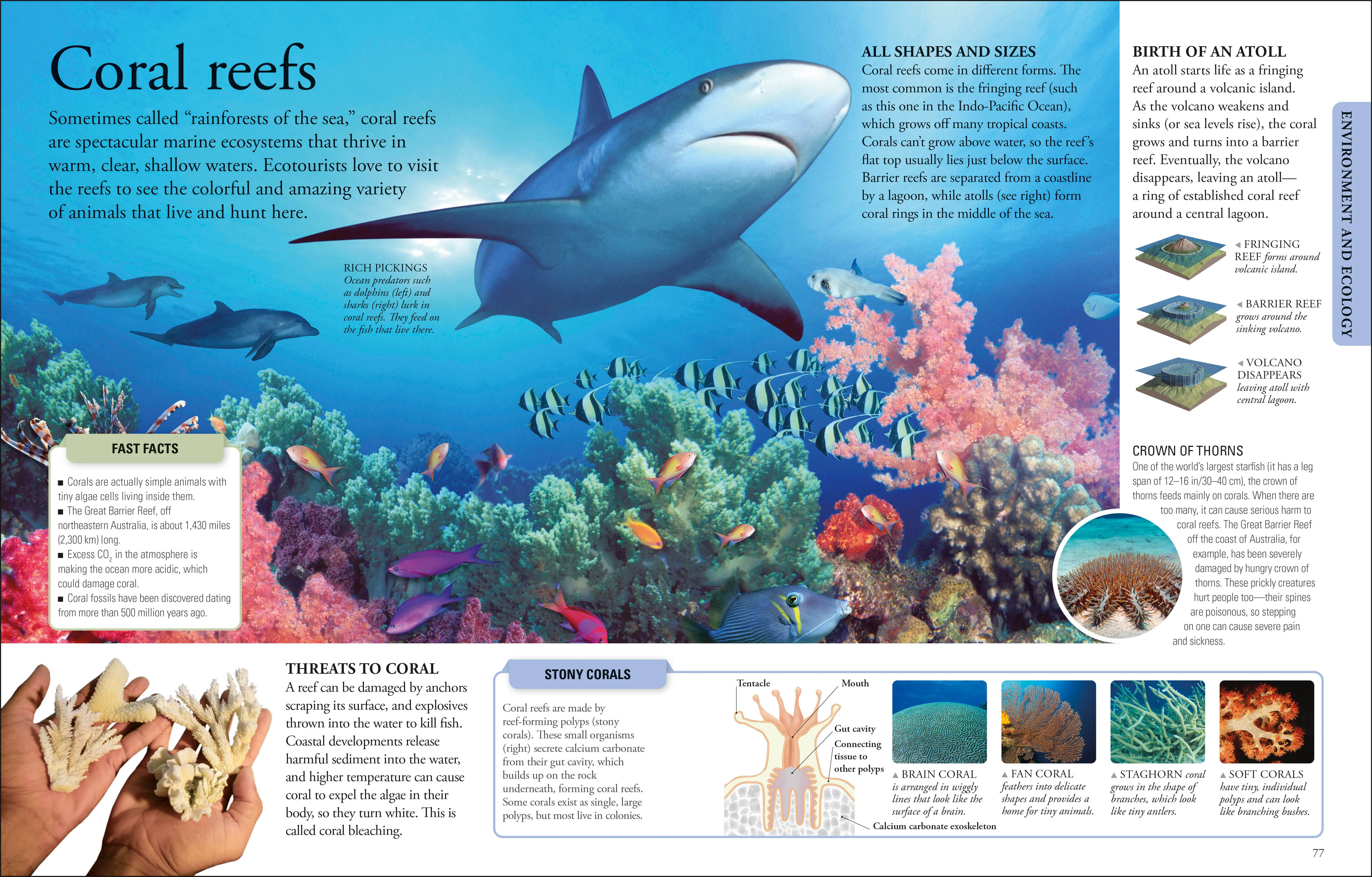 The New Children's Encyclopedia - Image 3