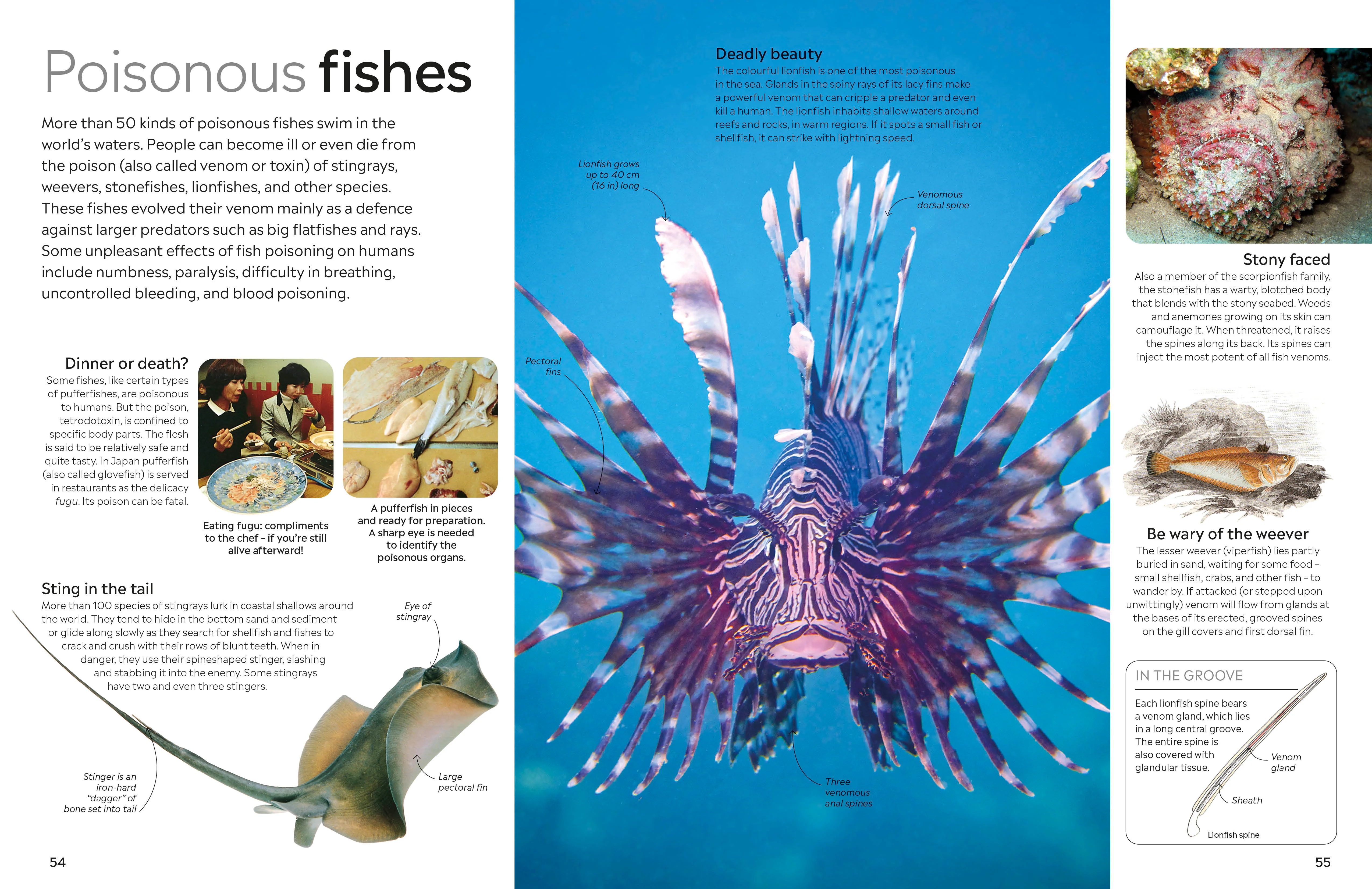 Fish - Image 7