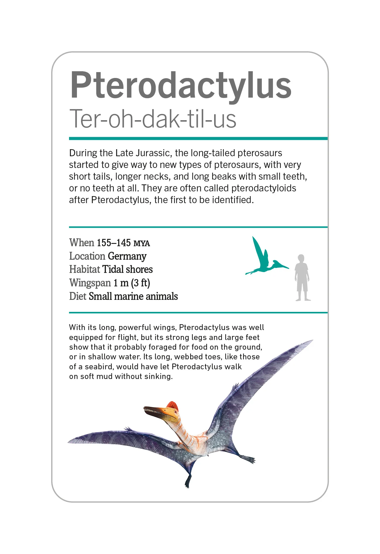 Our World in Pictures Dinosaurs and Other Prehistoric Creatures Flash Cards - Image 11