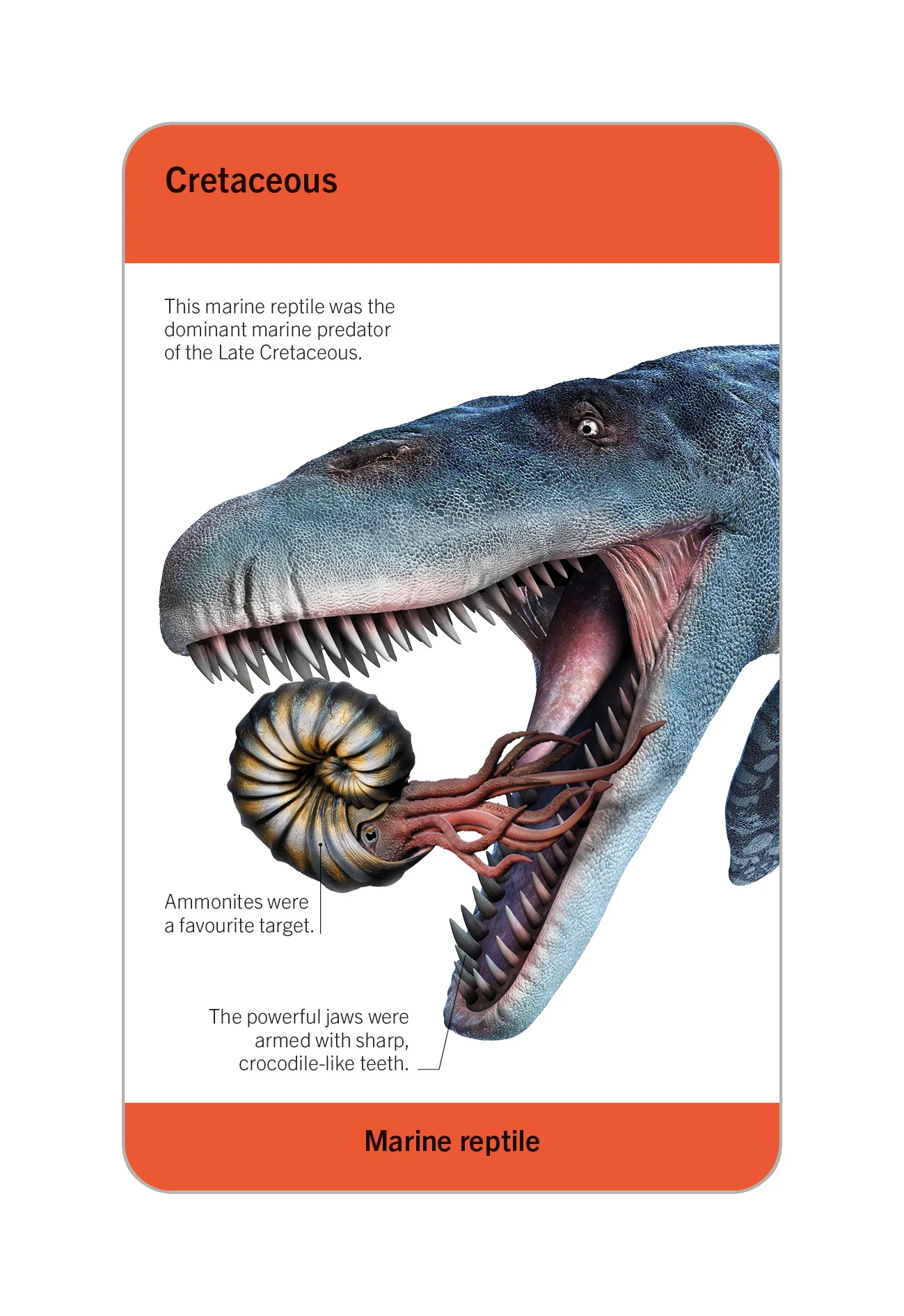 Our World in Pictures Dinosaurs and Other Prehistoric Creatures Flash Cards - Image 14
