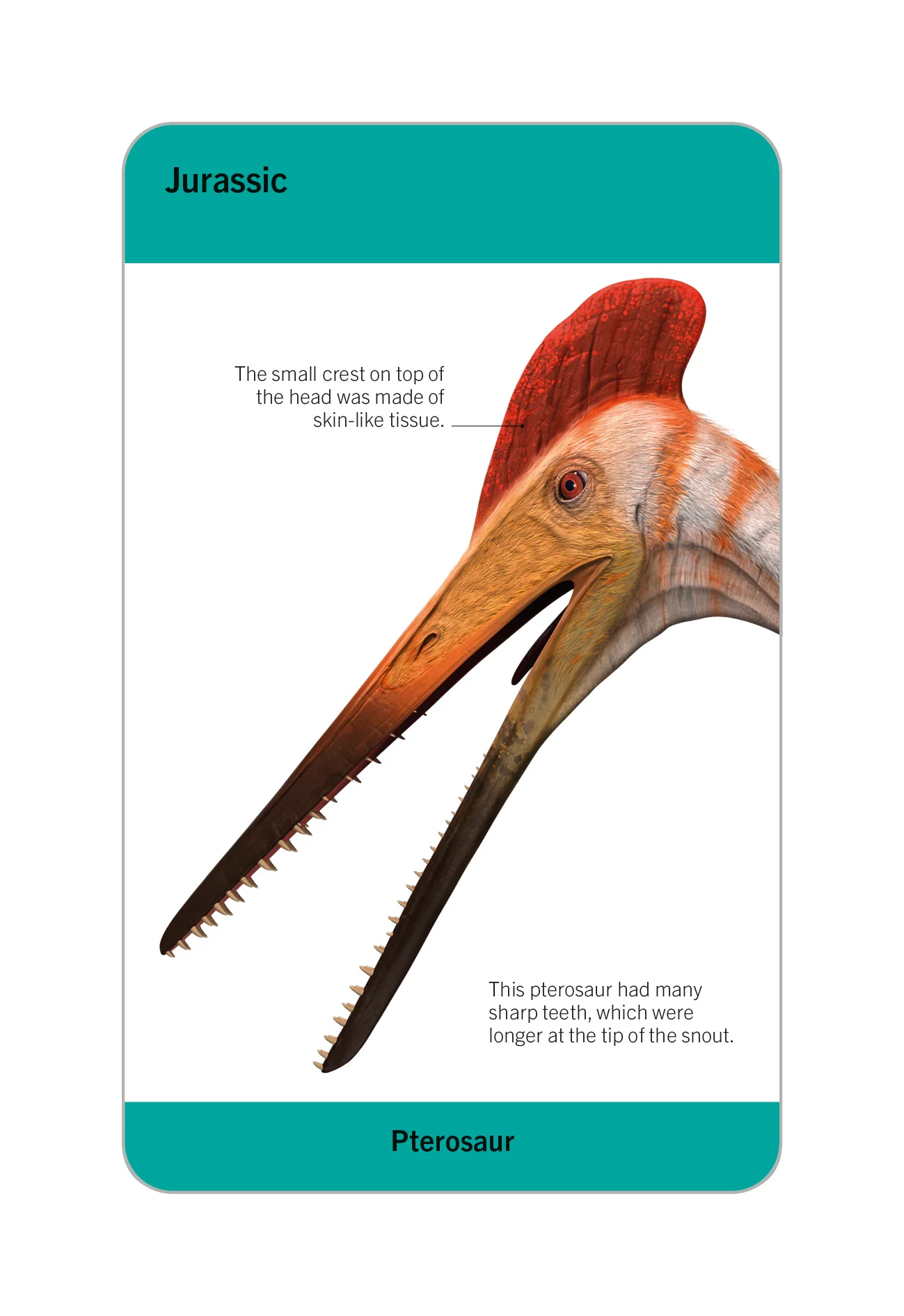 Our World in Pictures Dinosaurs and Other Prehistoric Creatures Flash Cards - Image 2