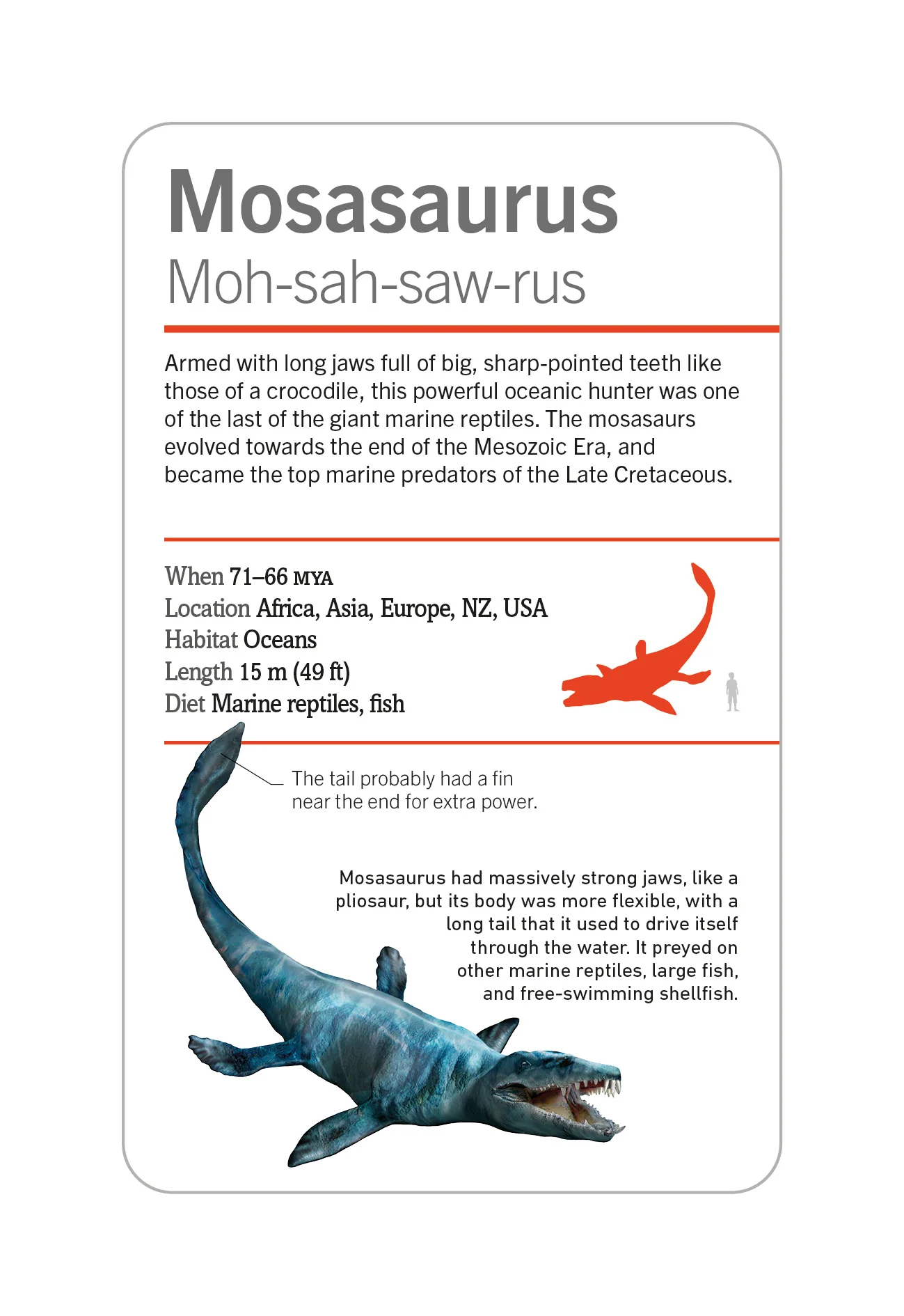 Our World in Pictures Dinosaurs and Other Prehistoric Creatures Flash Cards - Image 7