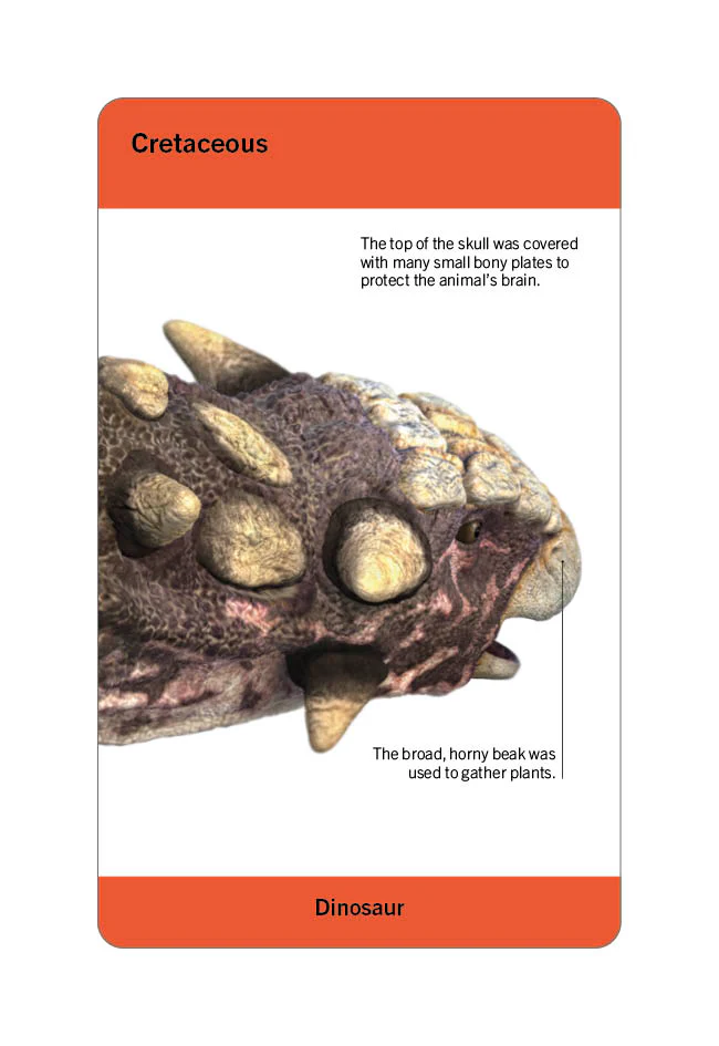 Our World in Pictures Dinosaurs and Other Prehistoric Creatures Flash Cards - Image 8