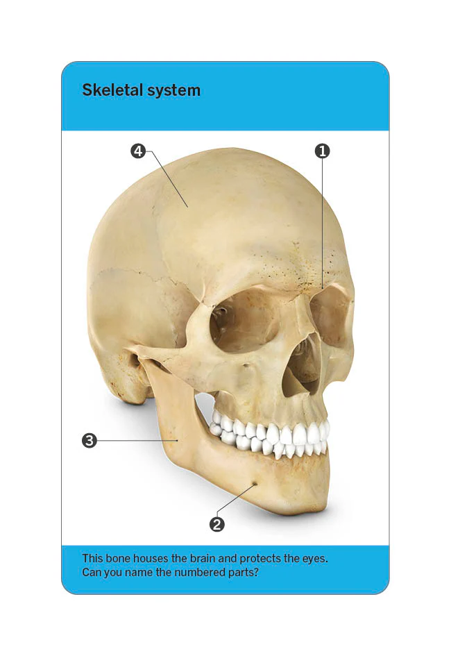 Our World in Pictures Human Body Flash Cards - Image 8