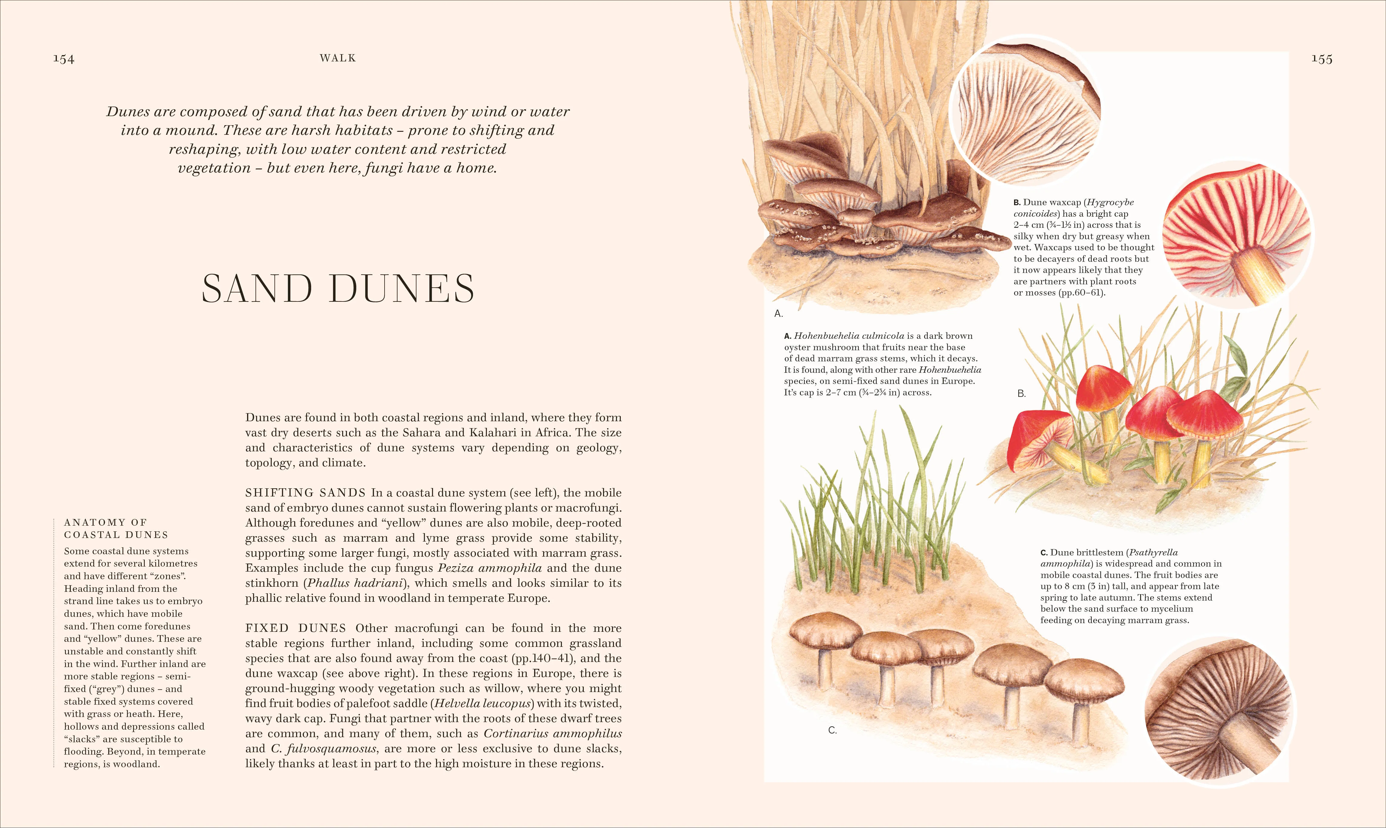 Fungi - Image 10