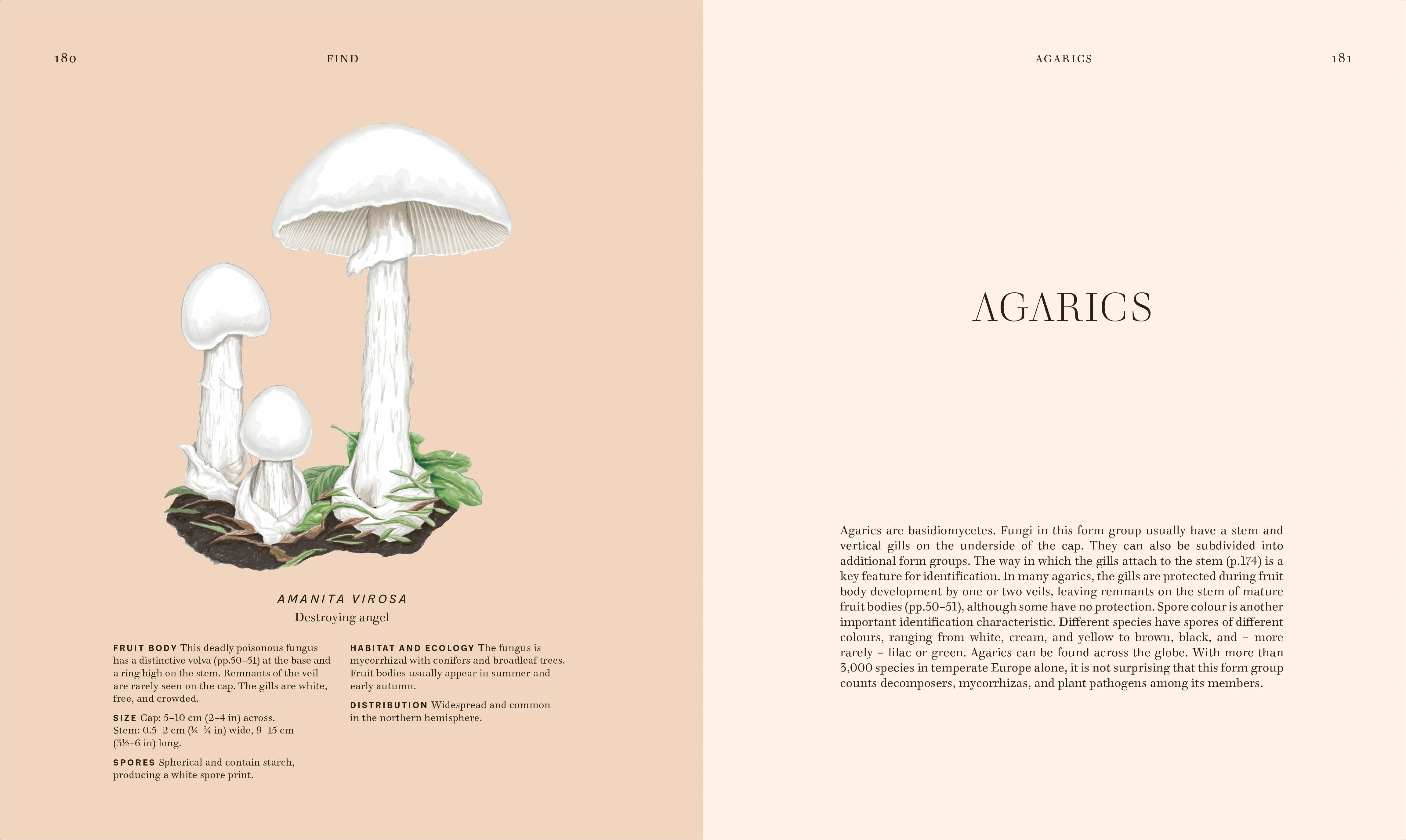 Fungi - Image 11