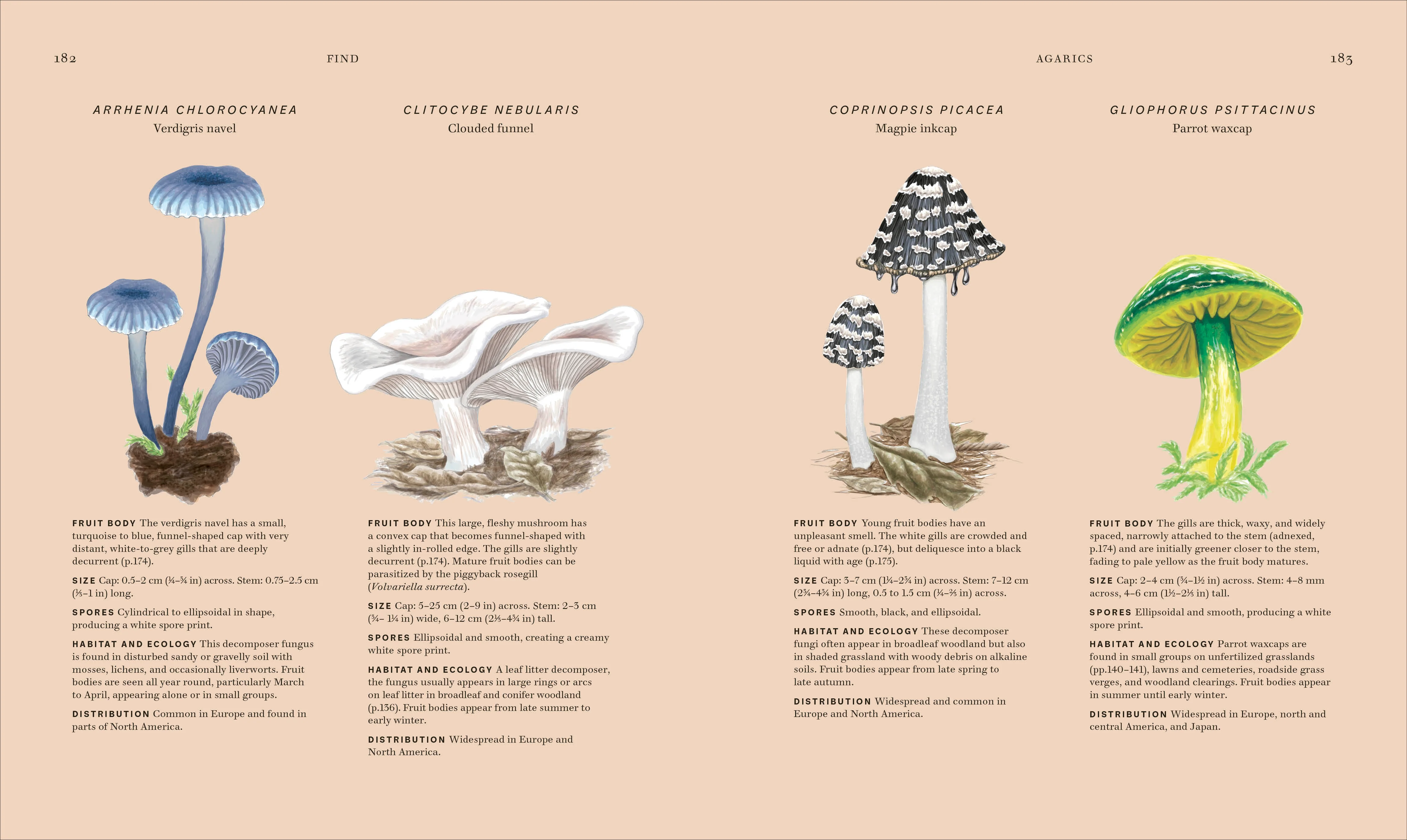 Fungi - Image 12