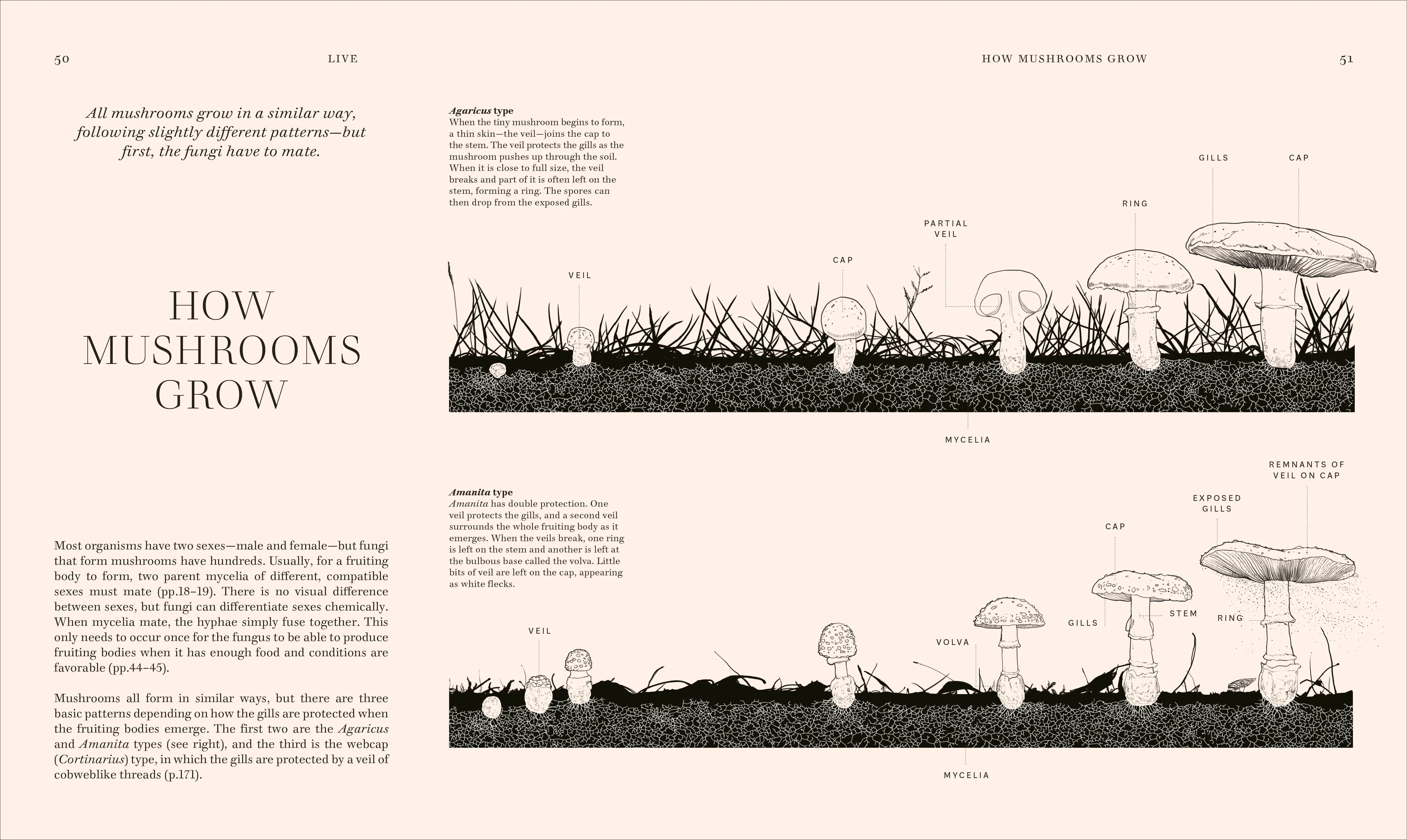 Fungi - Image 3