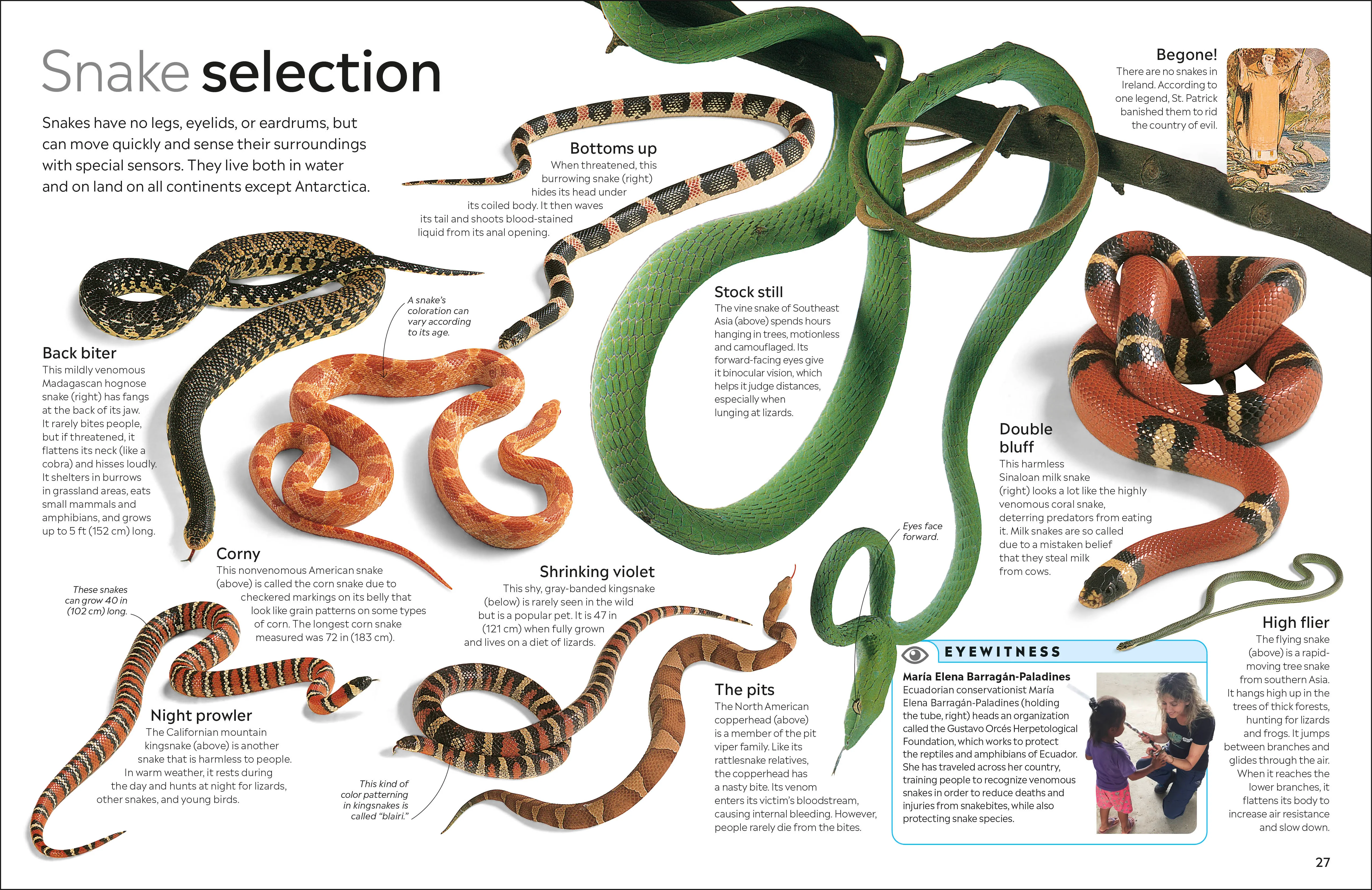 Reptile - Image 4