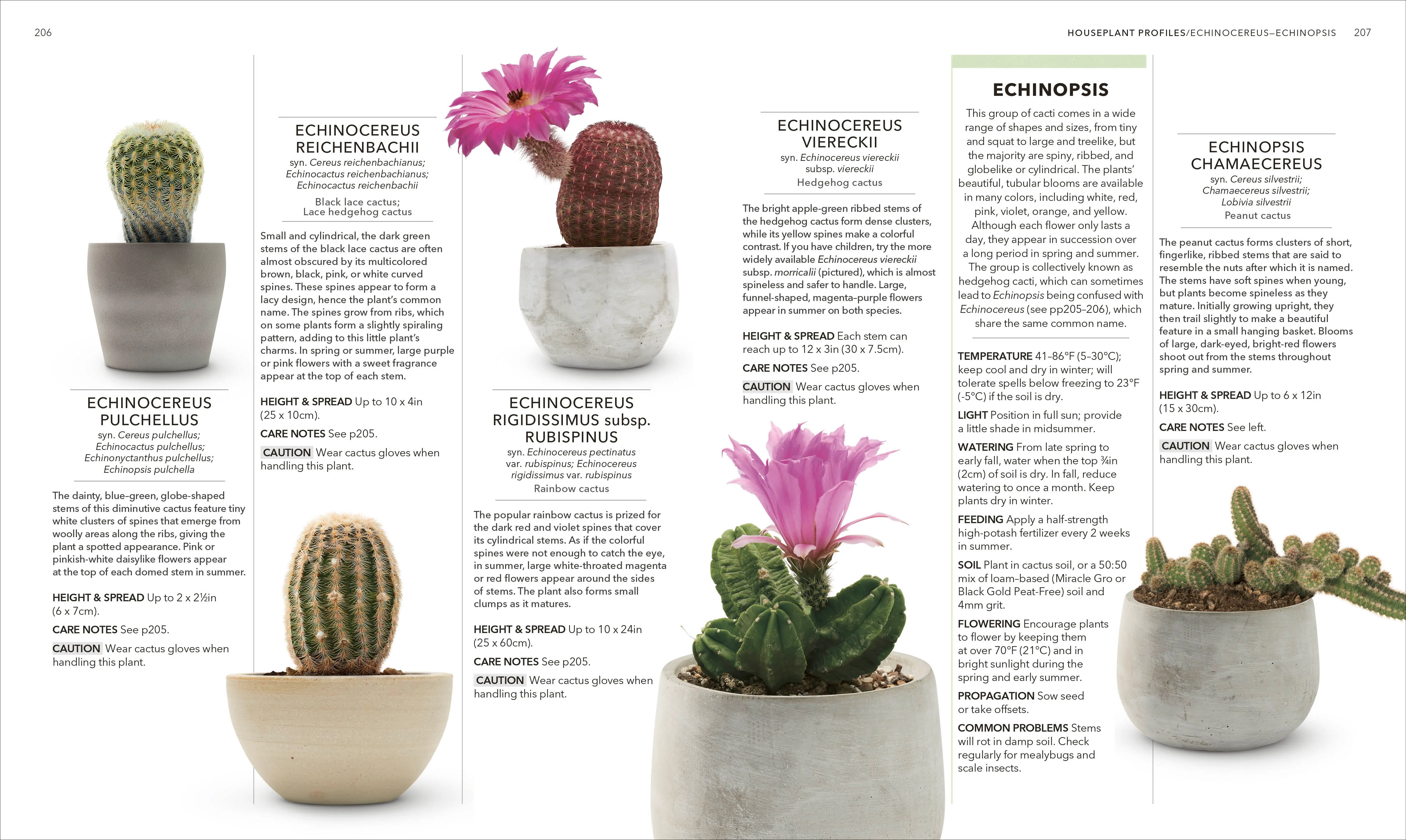 Houseplant - Image 6
