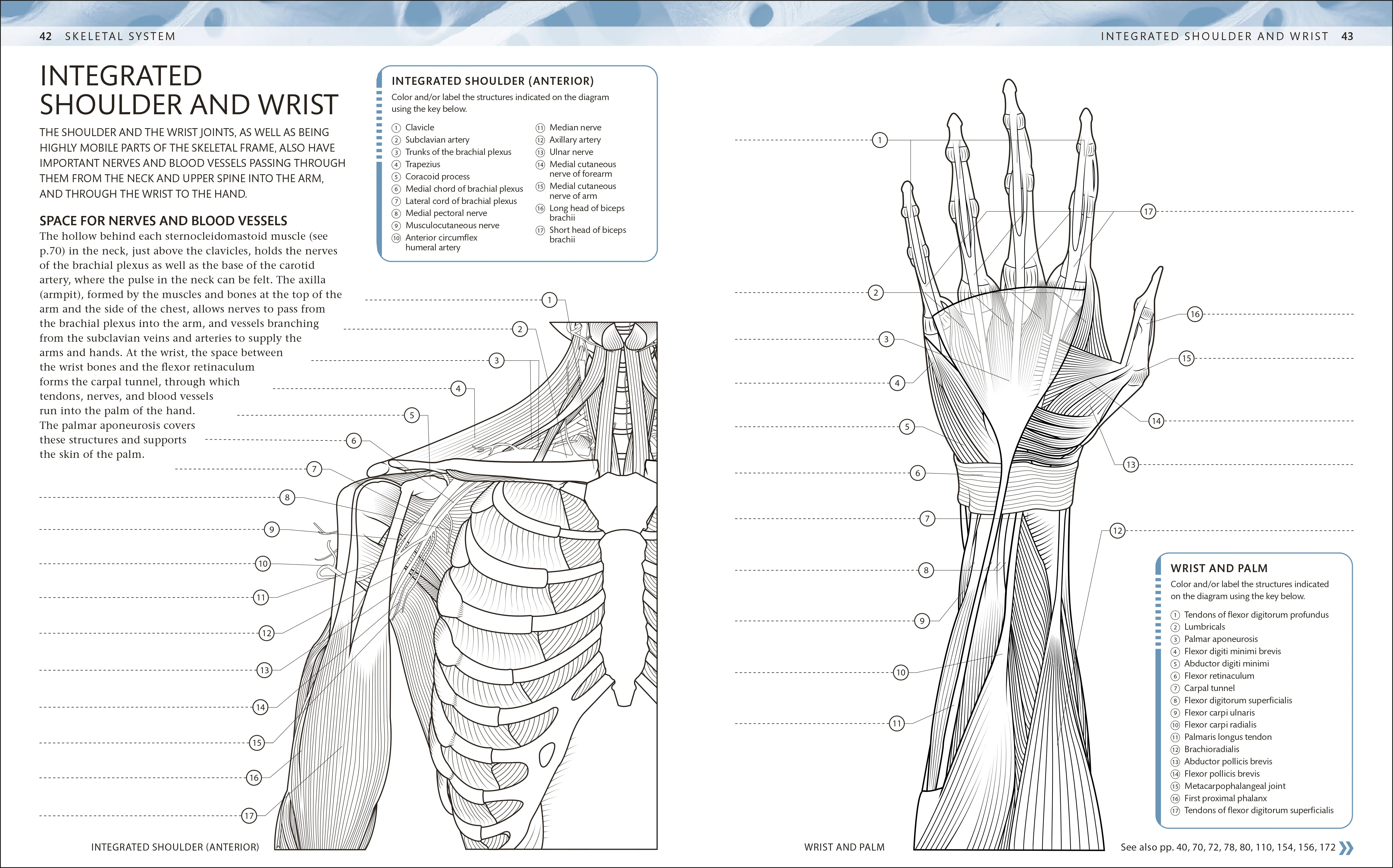 The Human Body Coloring Book - Image 2