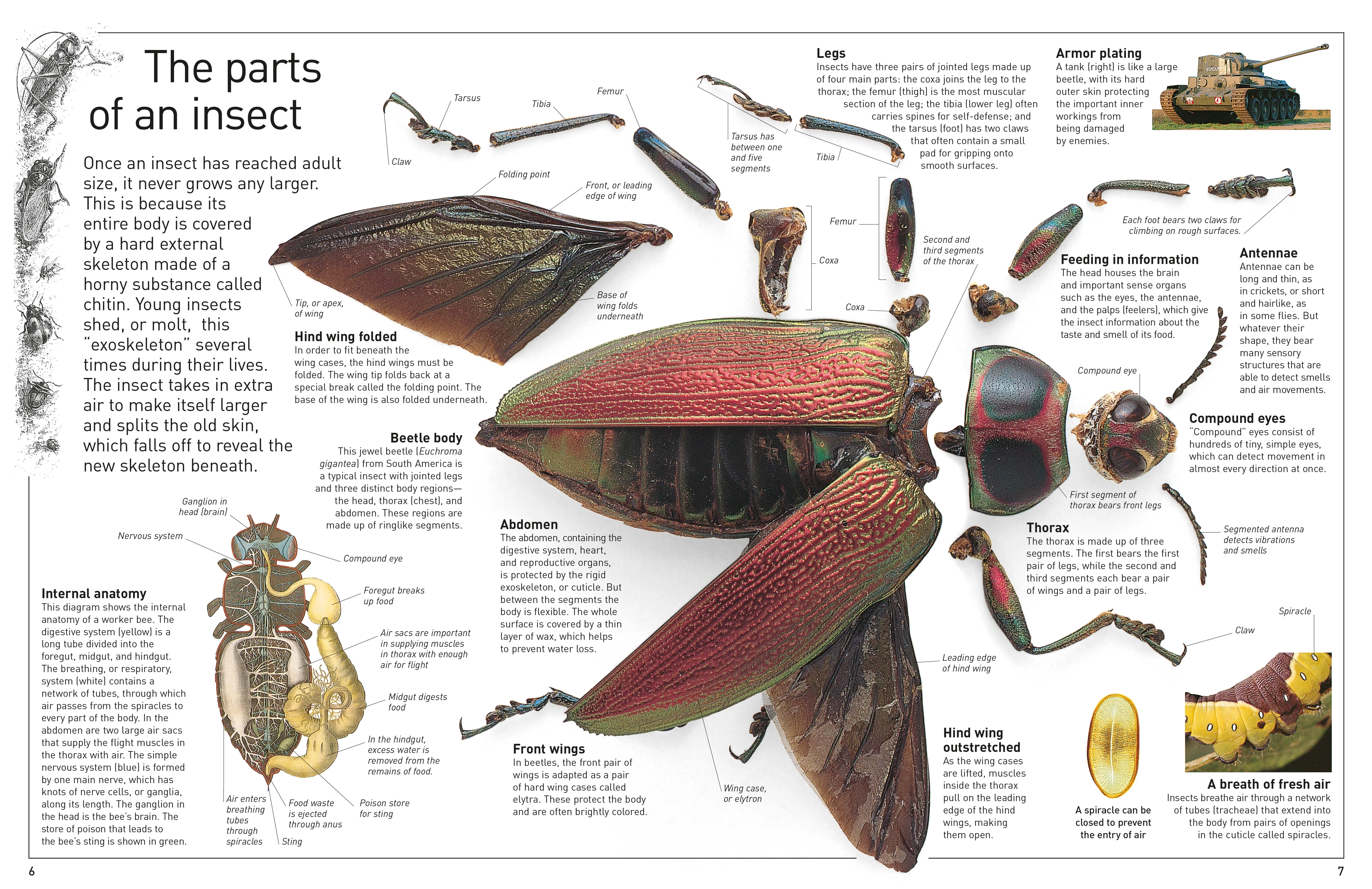DK Eyewitness Books: Insect - Image 2