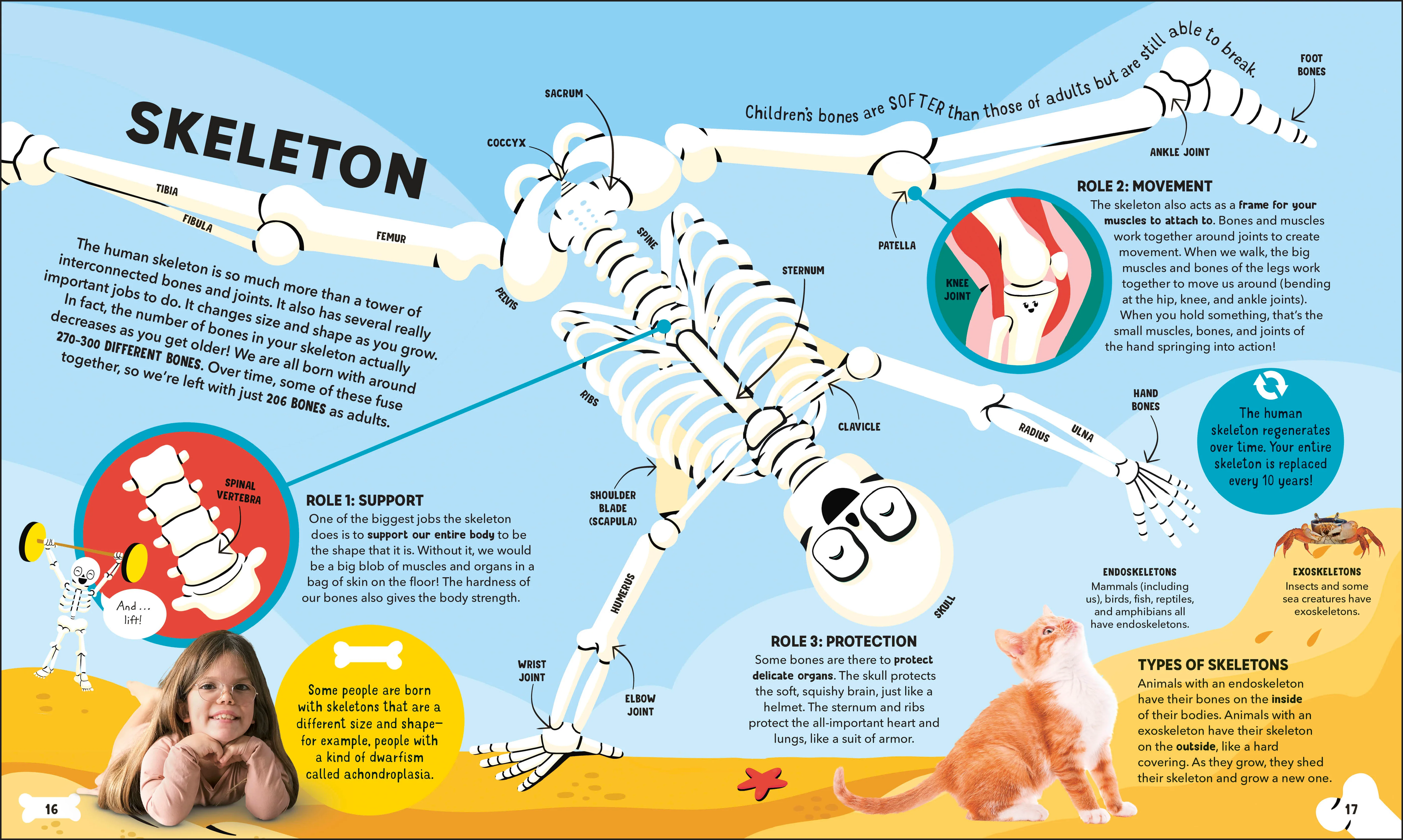 Dr Ranj's Human Body Encyclopedia - Image 5