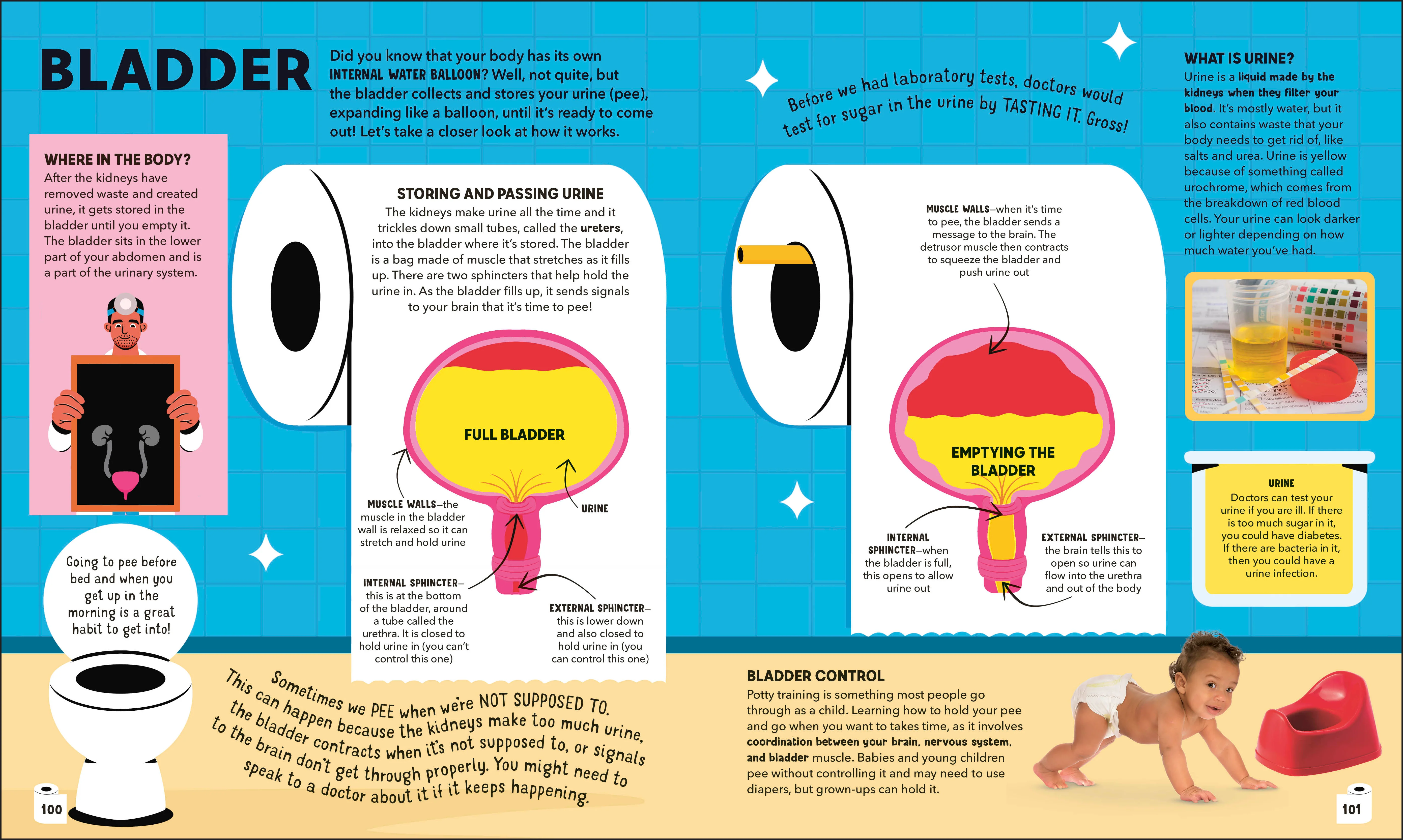 Dr Ranj's Human Body Encyclopedia - Image 9