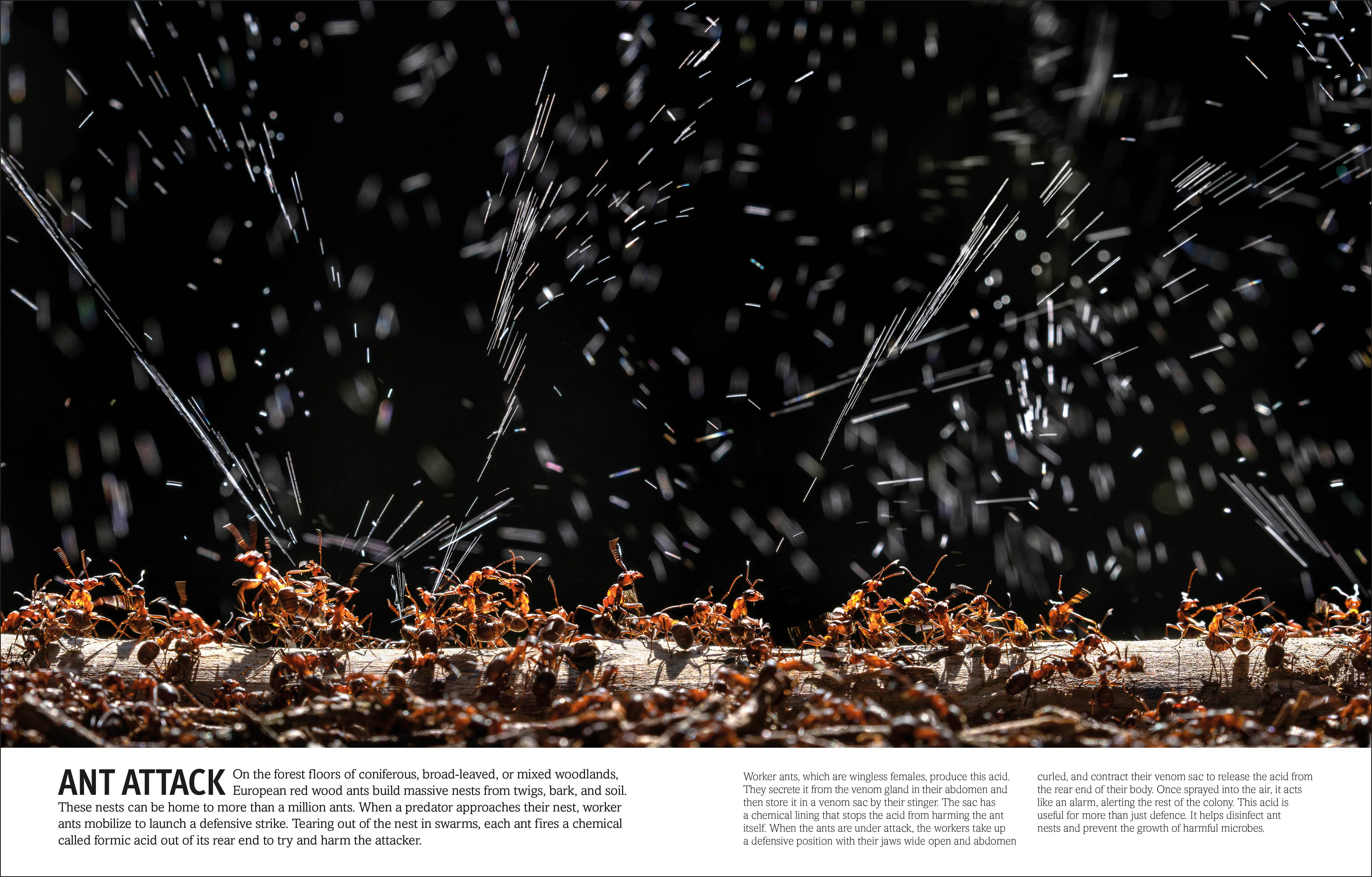 Bugs, Butterflies, Beetles and Bees - Image 6