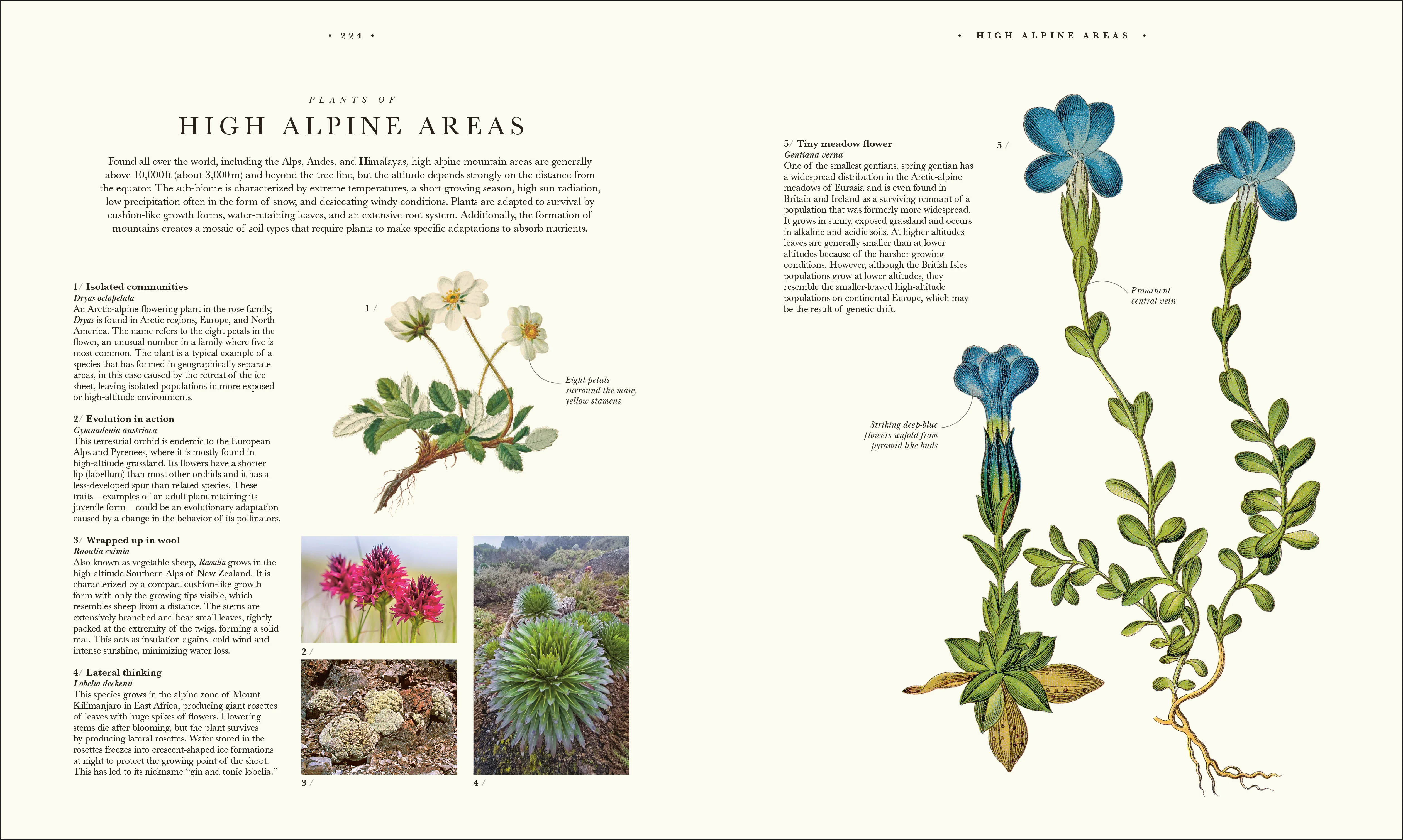Atlas of Botany - Image 13