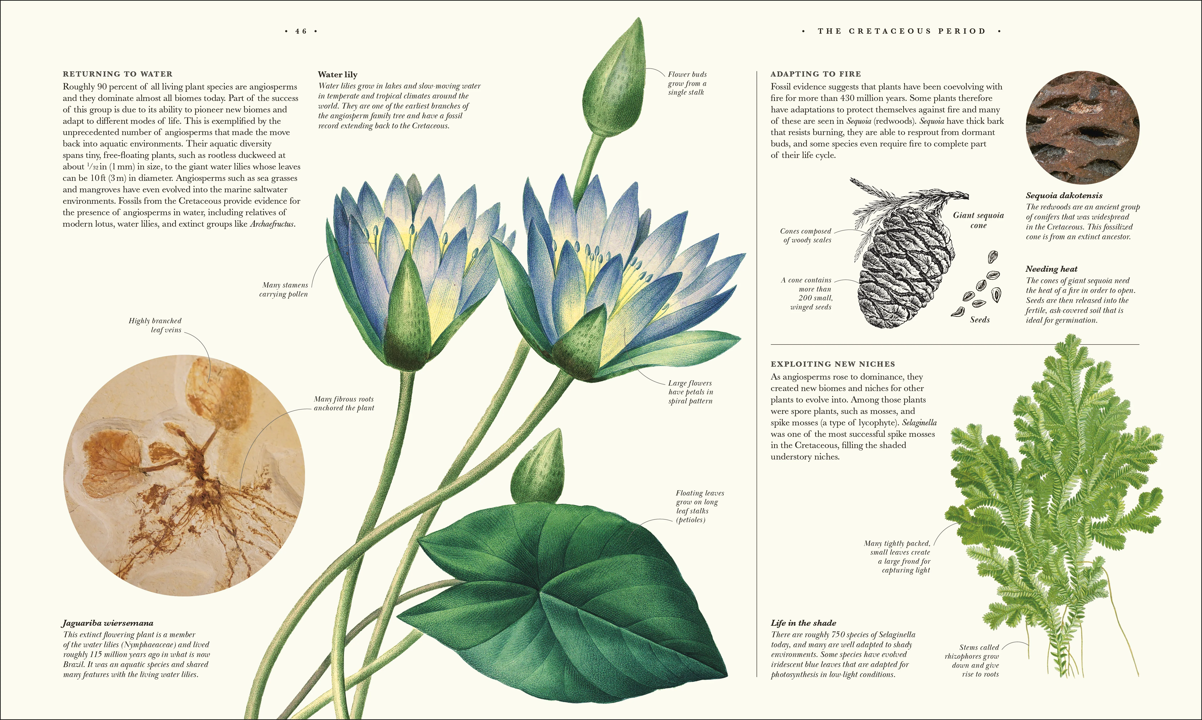 Atlas of Botany - Image 6